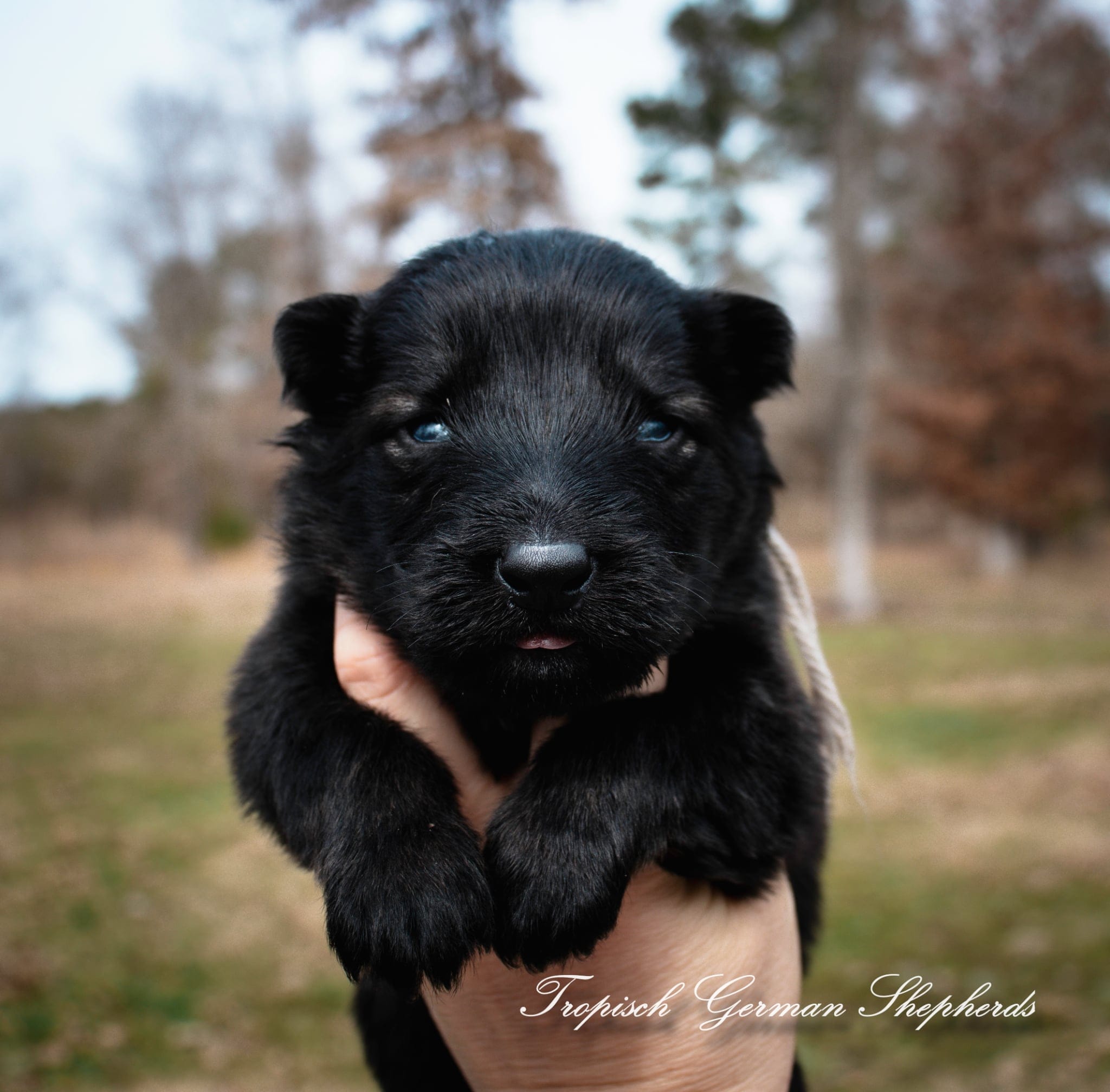 Rubies grey collar male