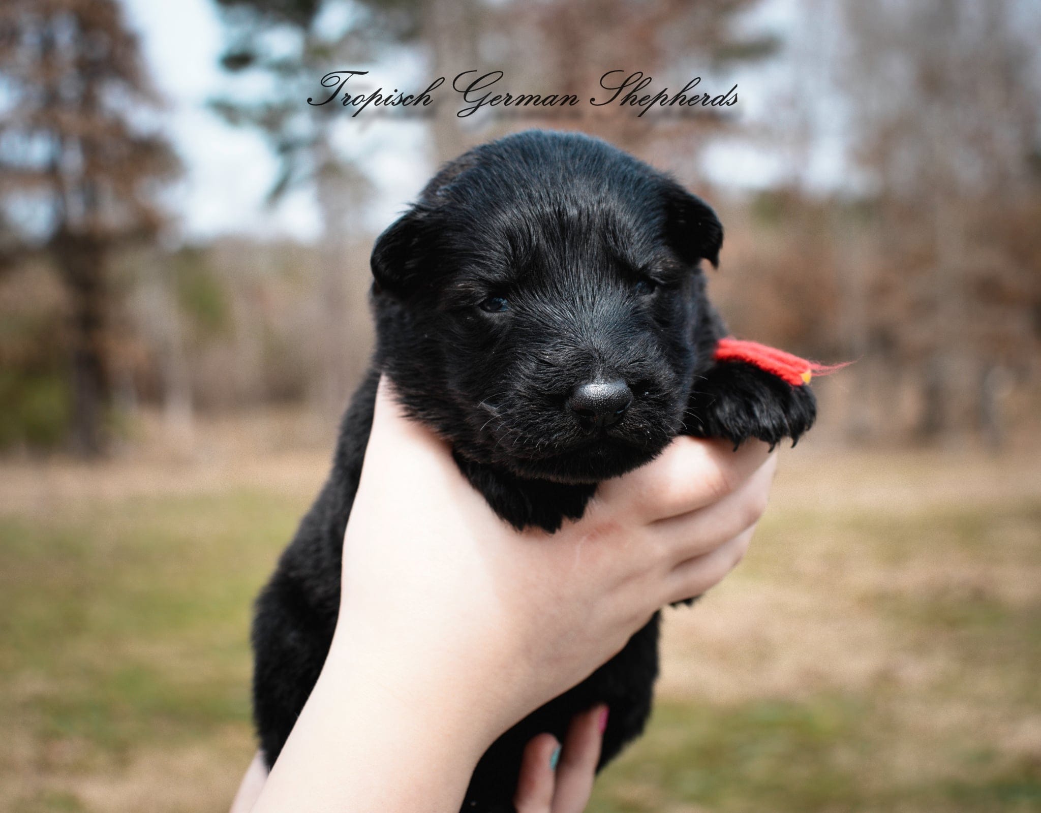 Rubies red collar girl 
