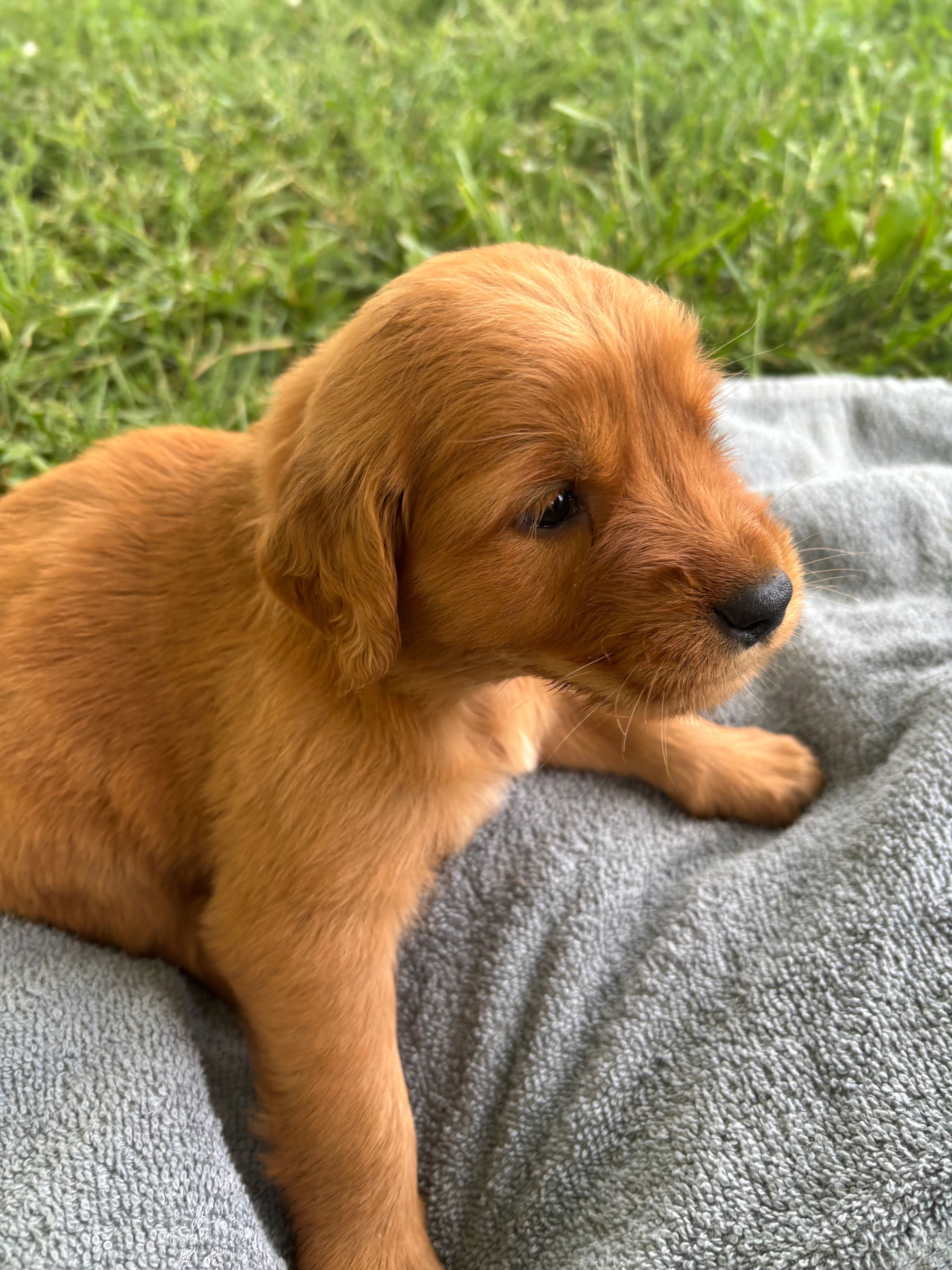 Pink Girl – Golden Retriever puppy for sale in Staunton, VA