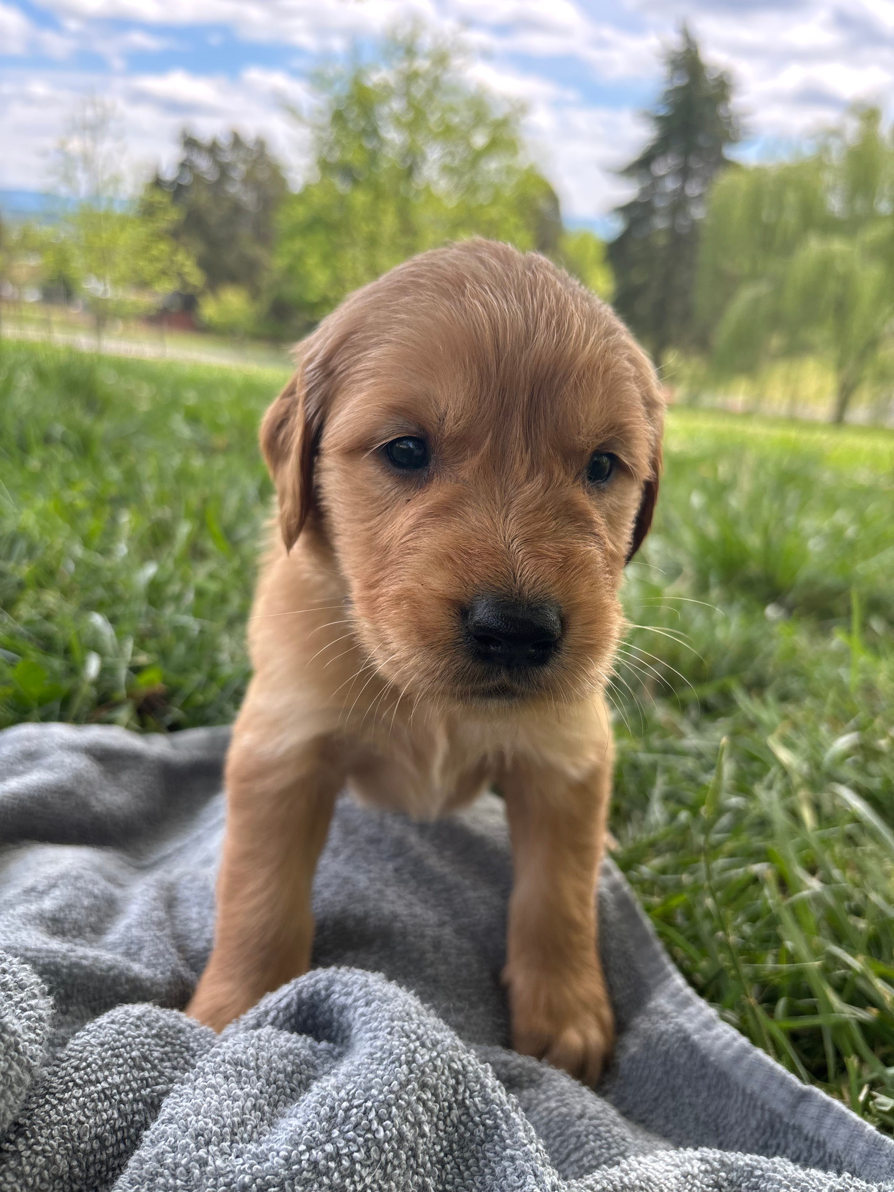Light Green Boy – Golden Retriever puppy for sale in Staunton, VA