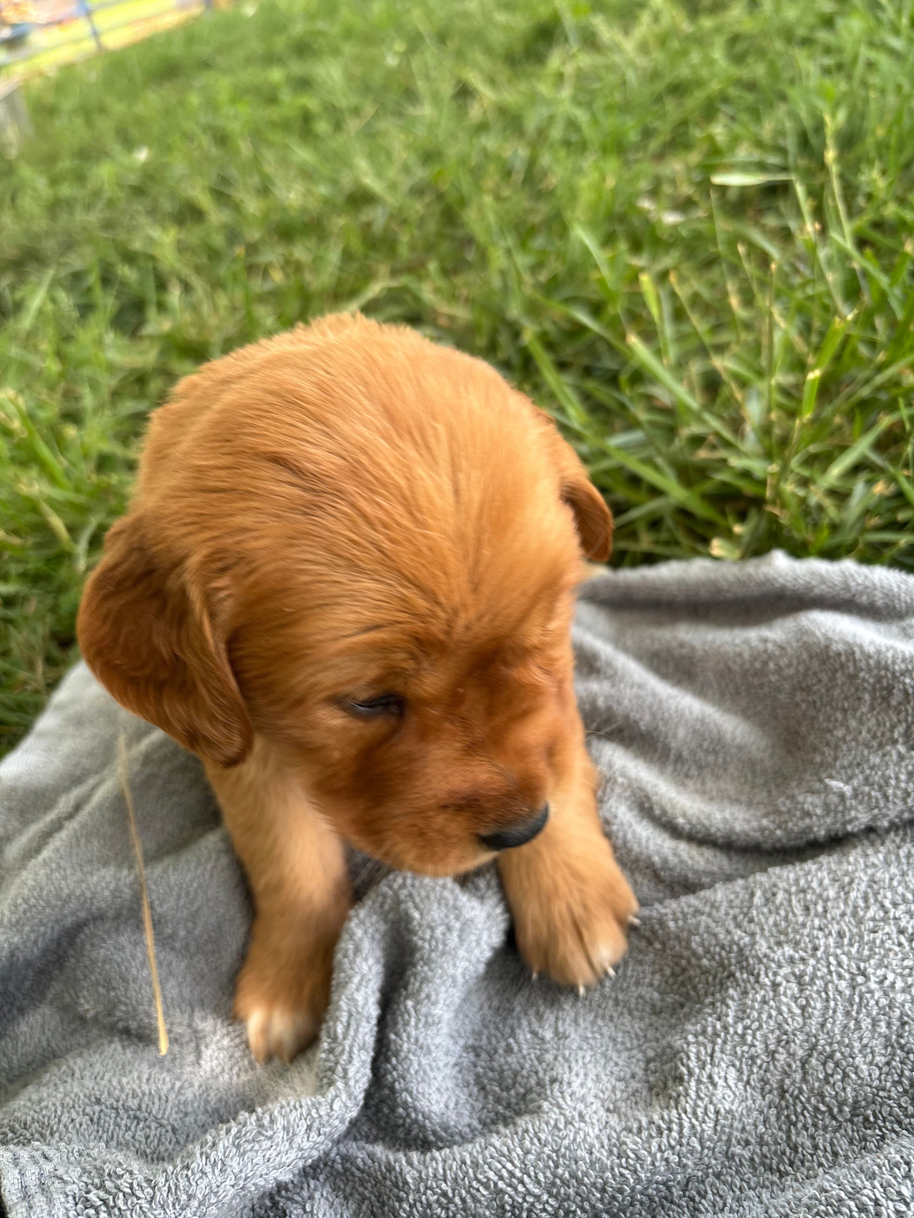 White Girl – Golden Retriever puppy for sale in Staunton, VA