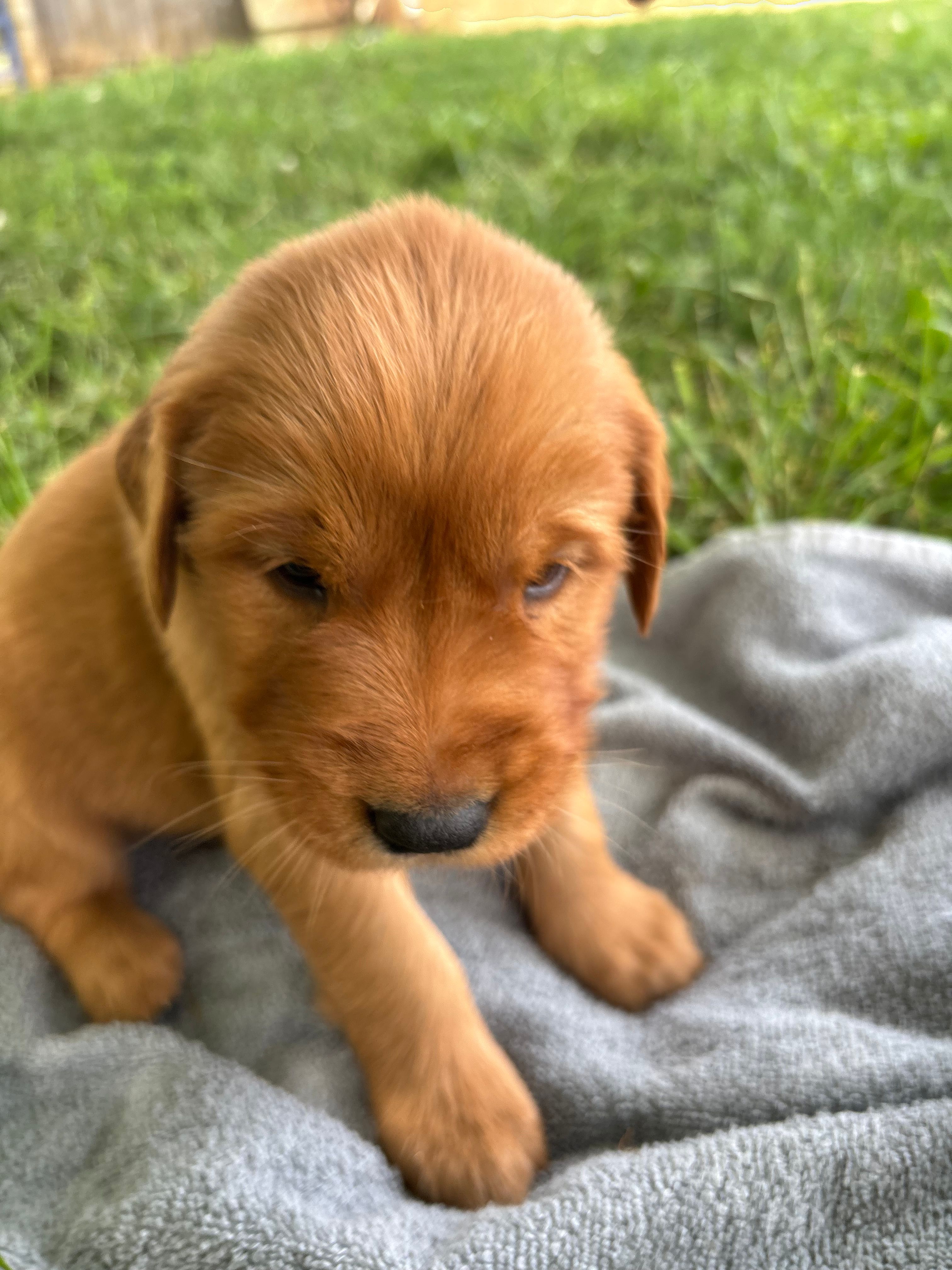 Black Boy – Golden Retriever puppy for sale in Staunton, VA