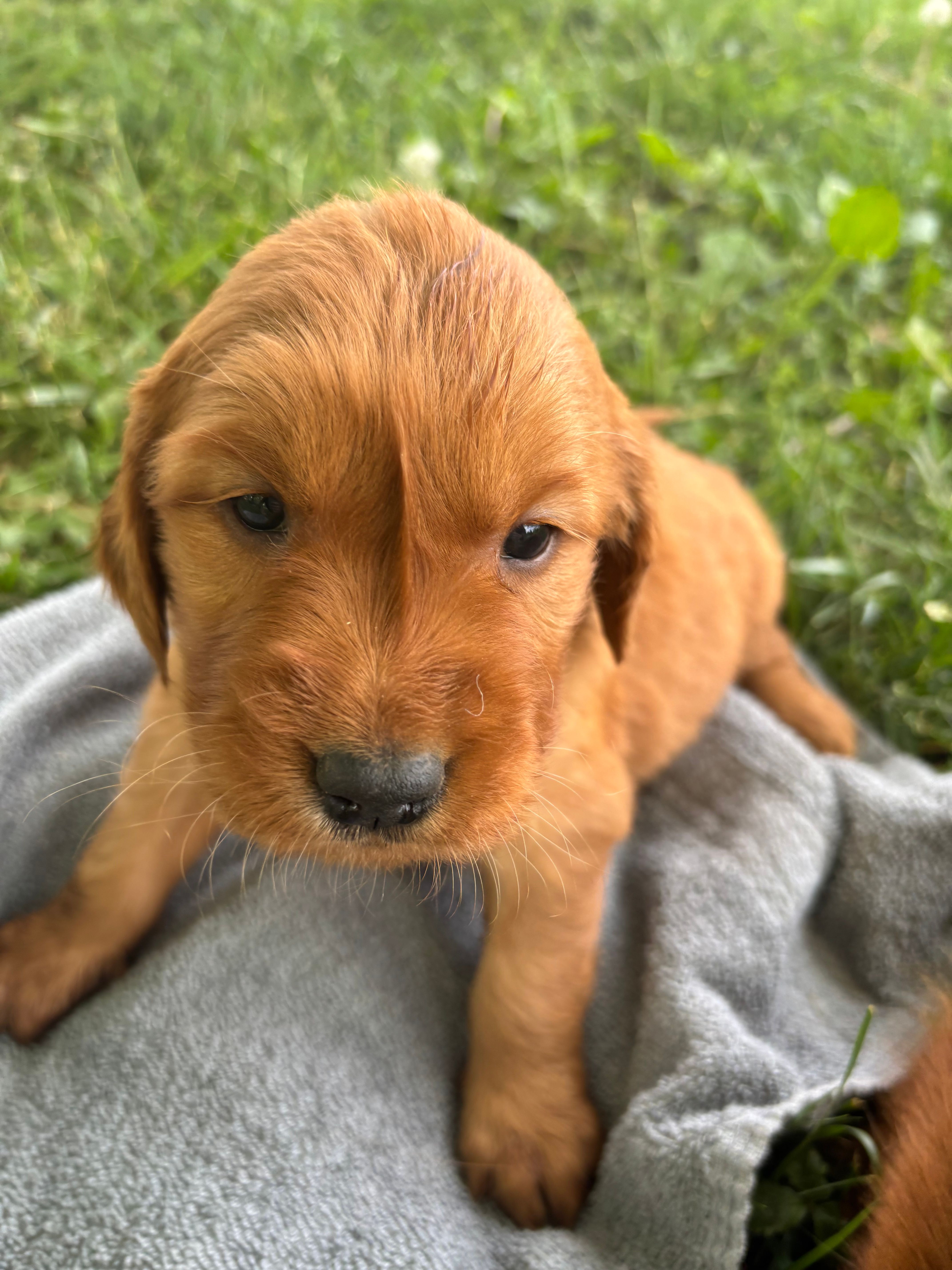 Dark Green Boy – Golden Retriever puppy for sale in Staunton, VA