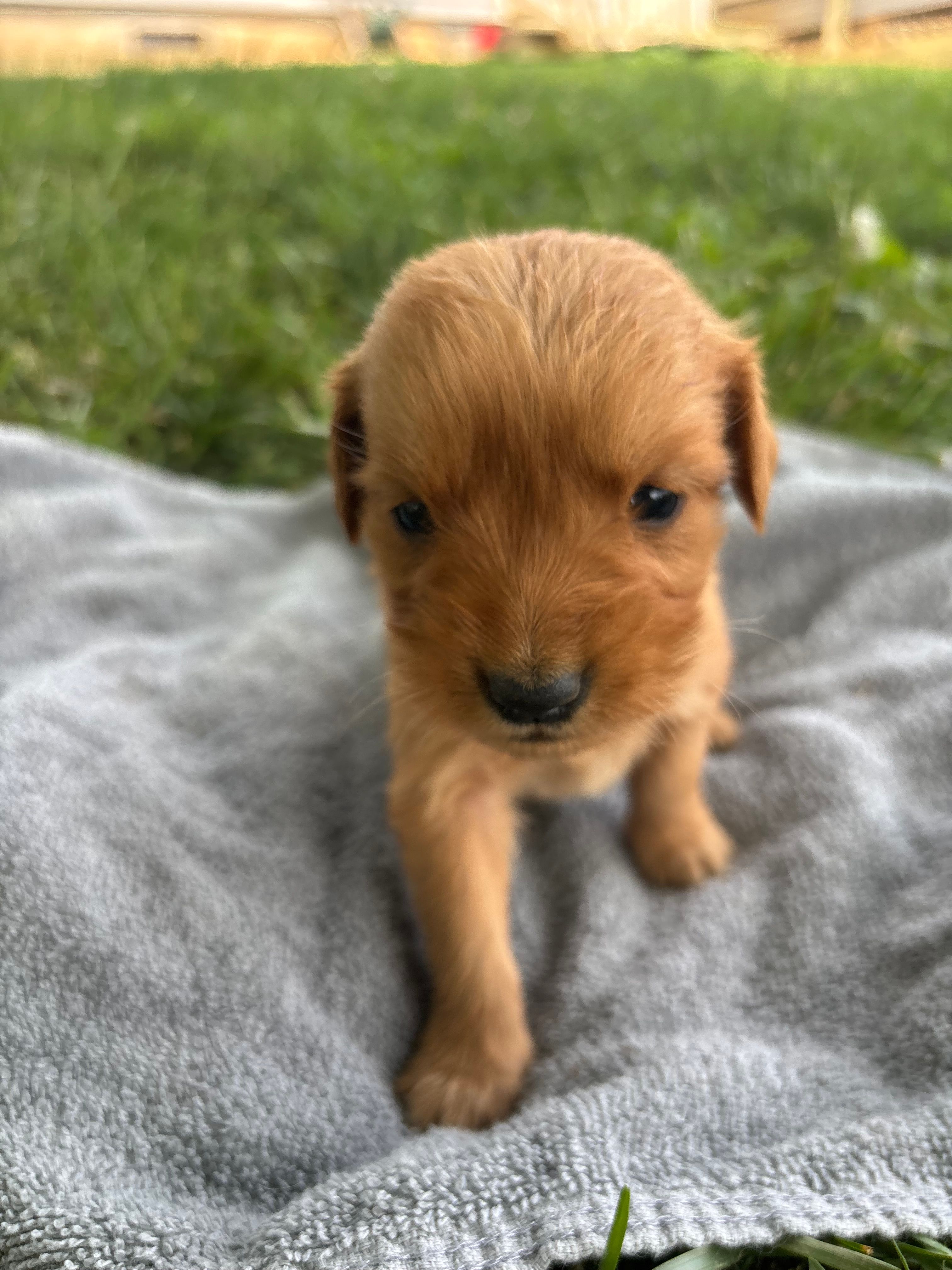 Grey Boy – Golden Retriever puppy for sale in Staunton, VA