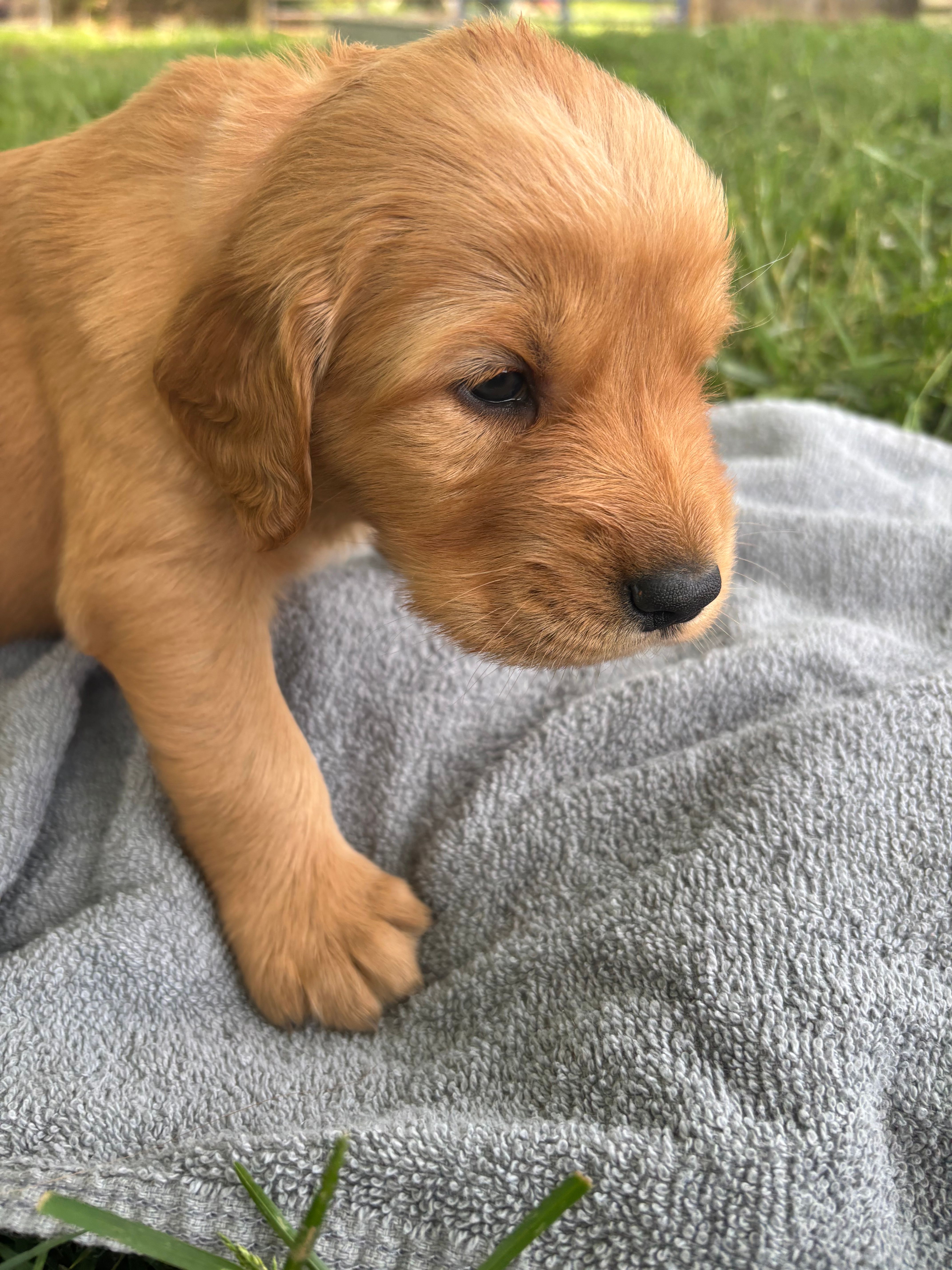 Orange Boy – Golden Retriever puppy for sale in Staunton, VA