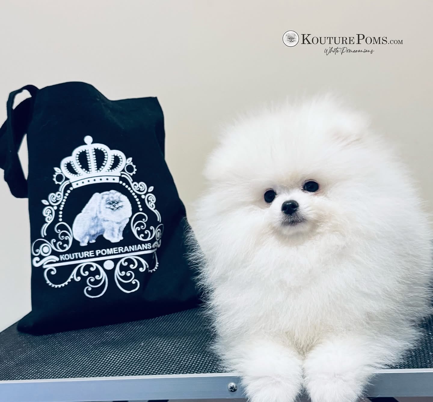 Valentino – Pomeranian puppy for sale in Charlotte, NC