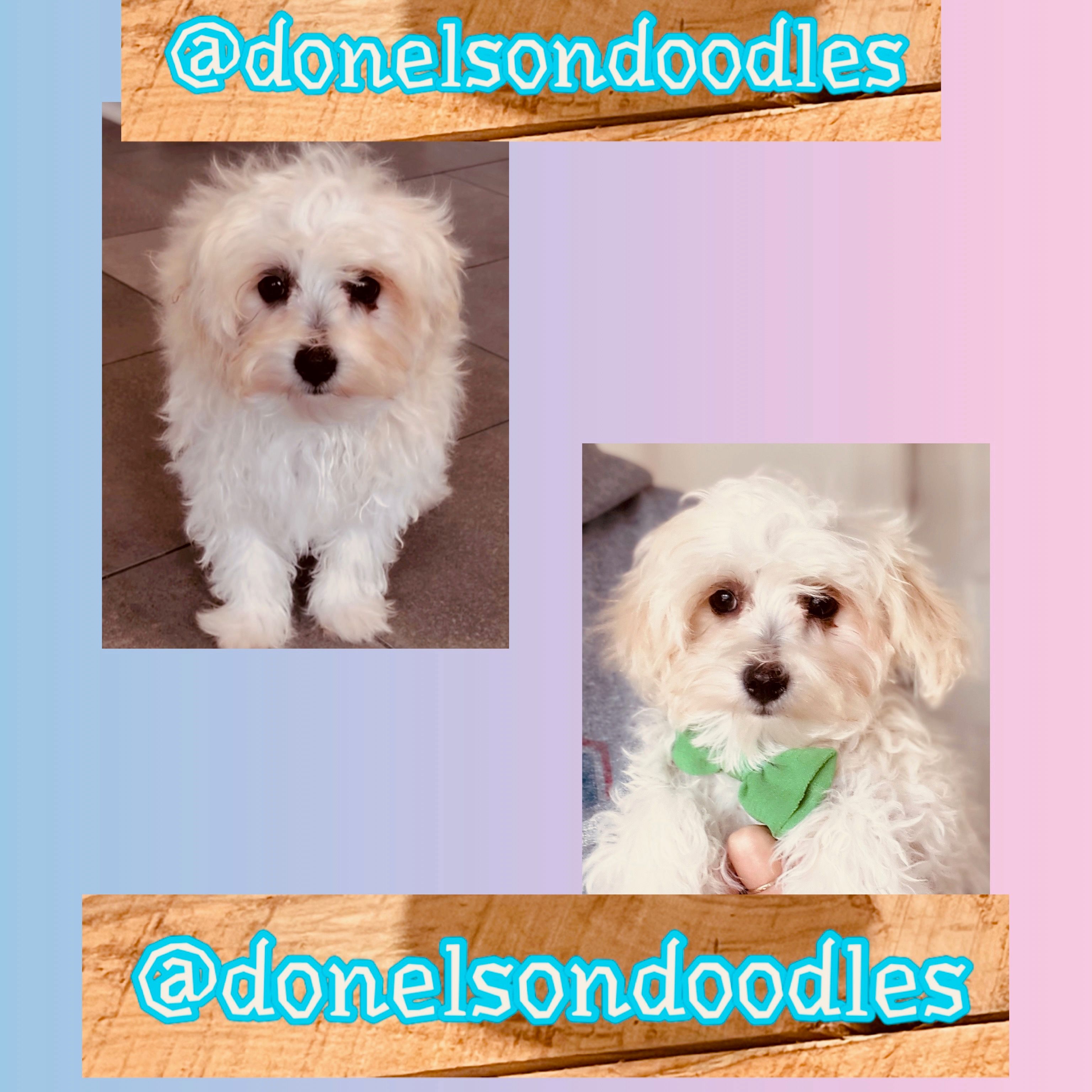 Danny – Maltipoo puppy for sale in Nashville, TN