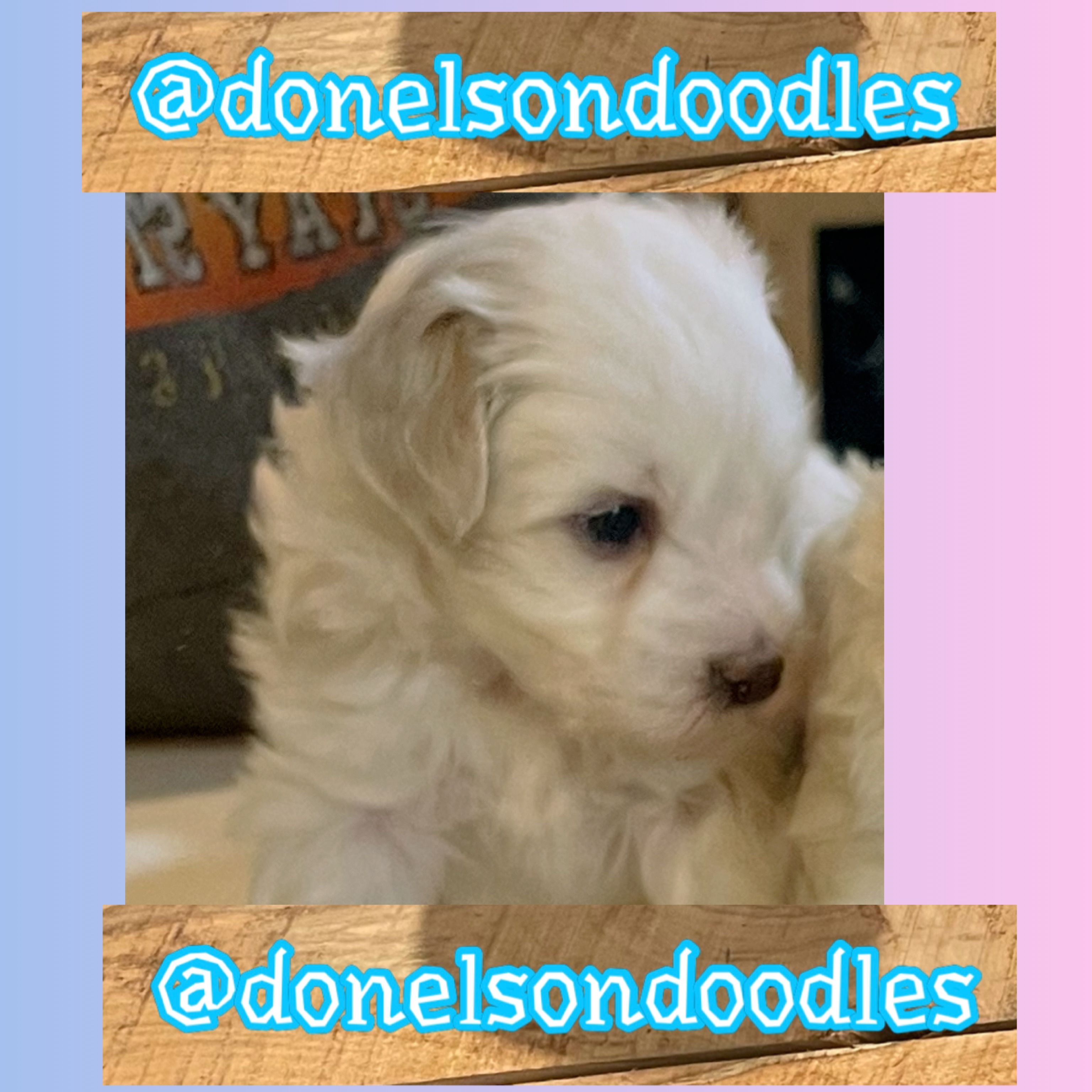 scout – Maltipoo puppy for sale in Nashville, TN