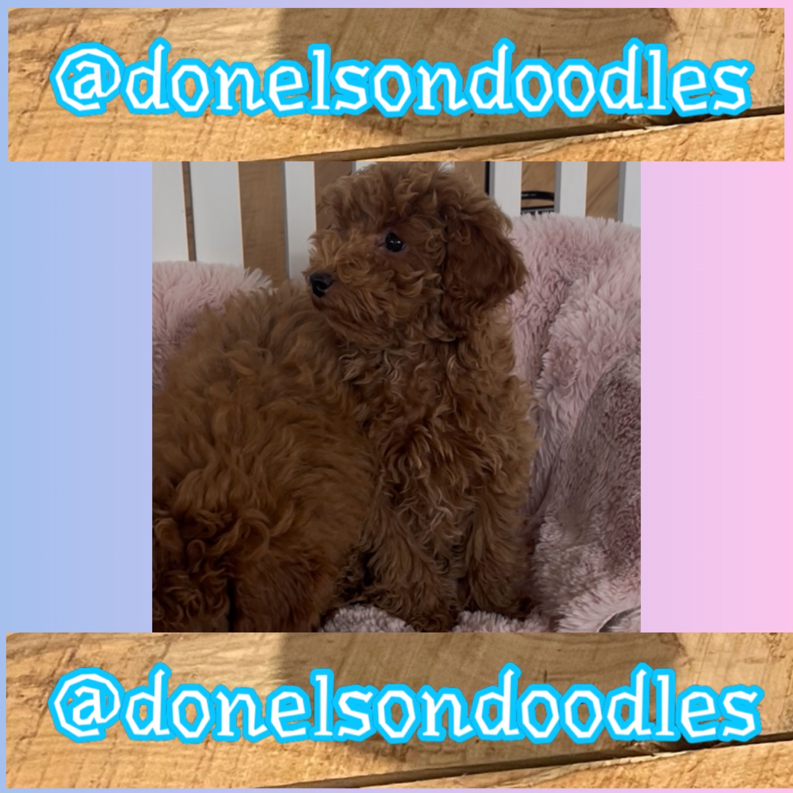 Arlo – Poodle - Toy  puppy for sale in Nashville, TN