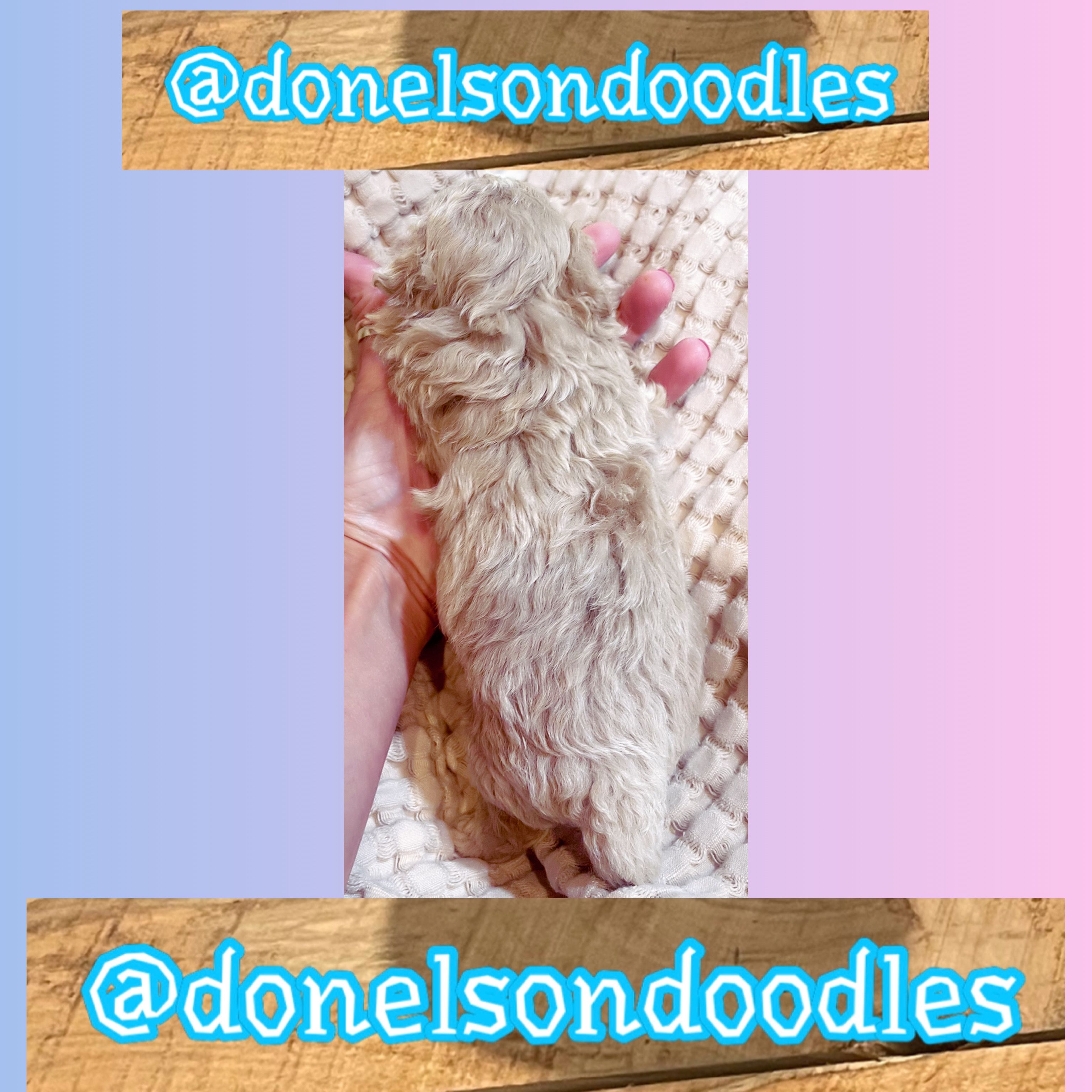 Bentley /  Teacup  – Maltipoo puppy for sale in Nashville, TN