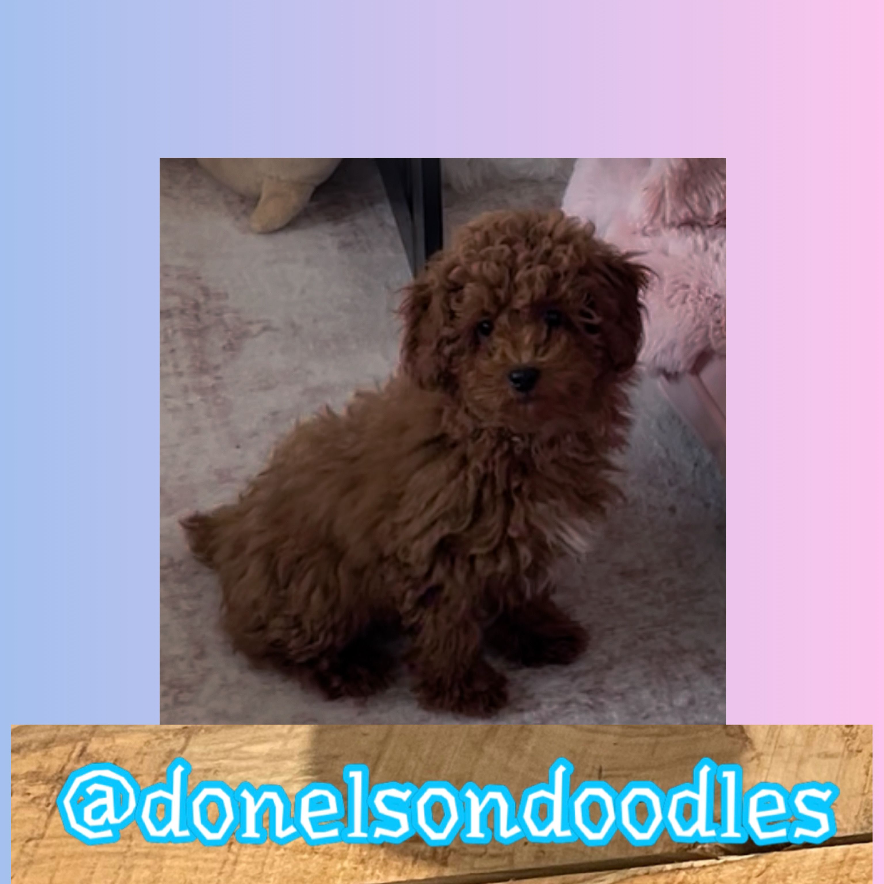 Darrell – Poodle - Toy  puppy for sale in Nashville, TN