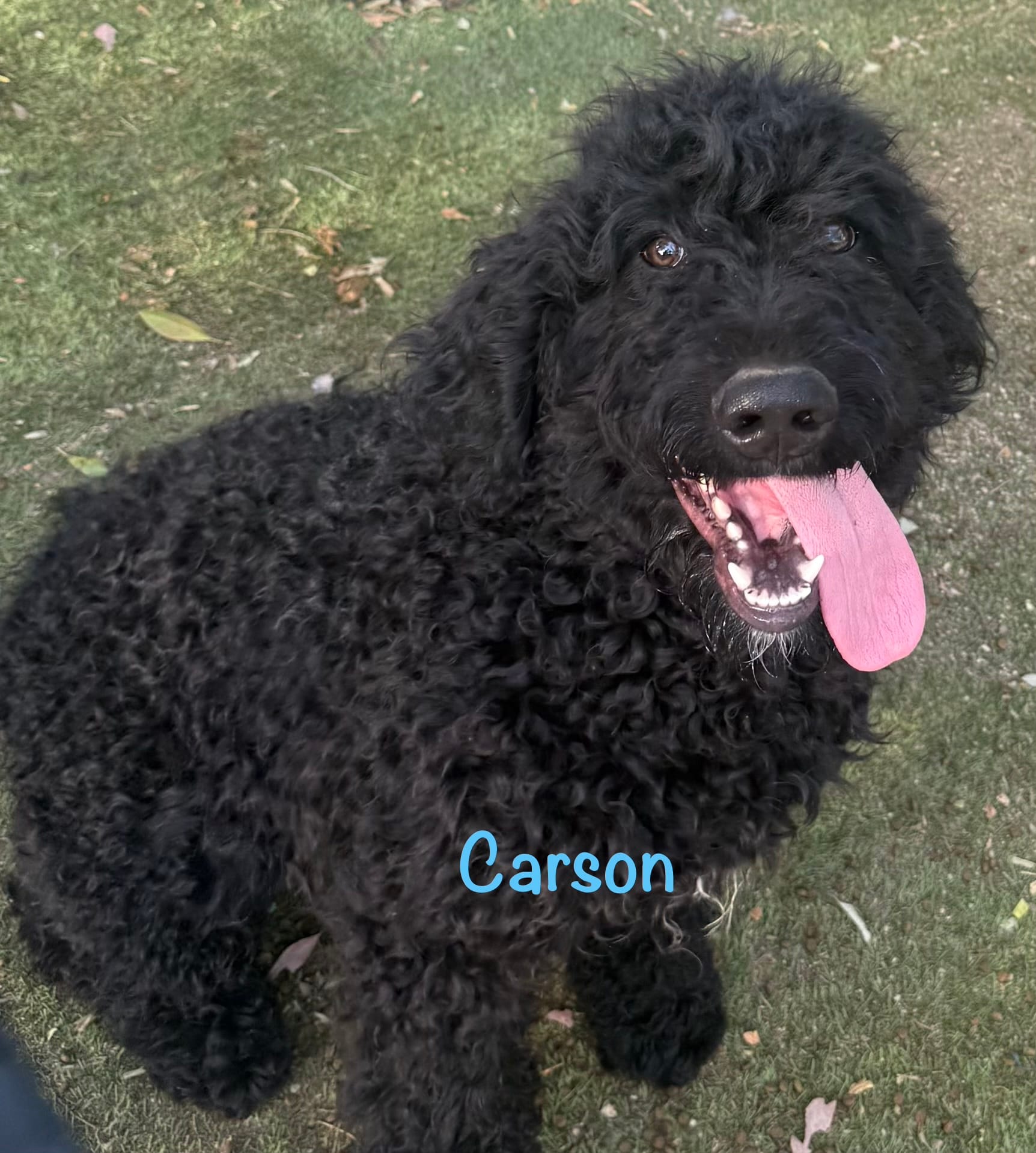 Carson – Goldendoodle puppy for sale in Palm Springs, CA