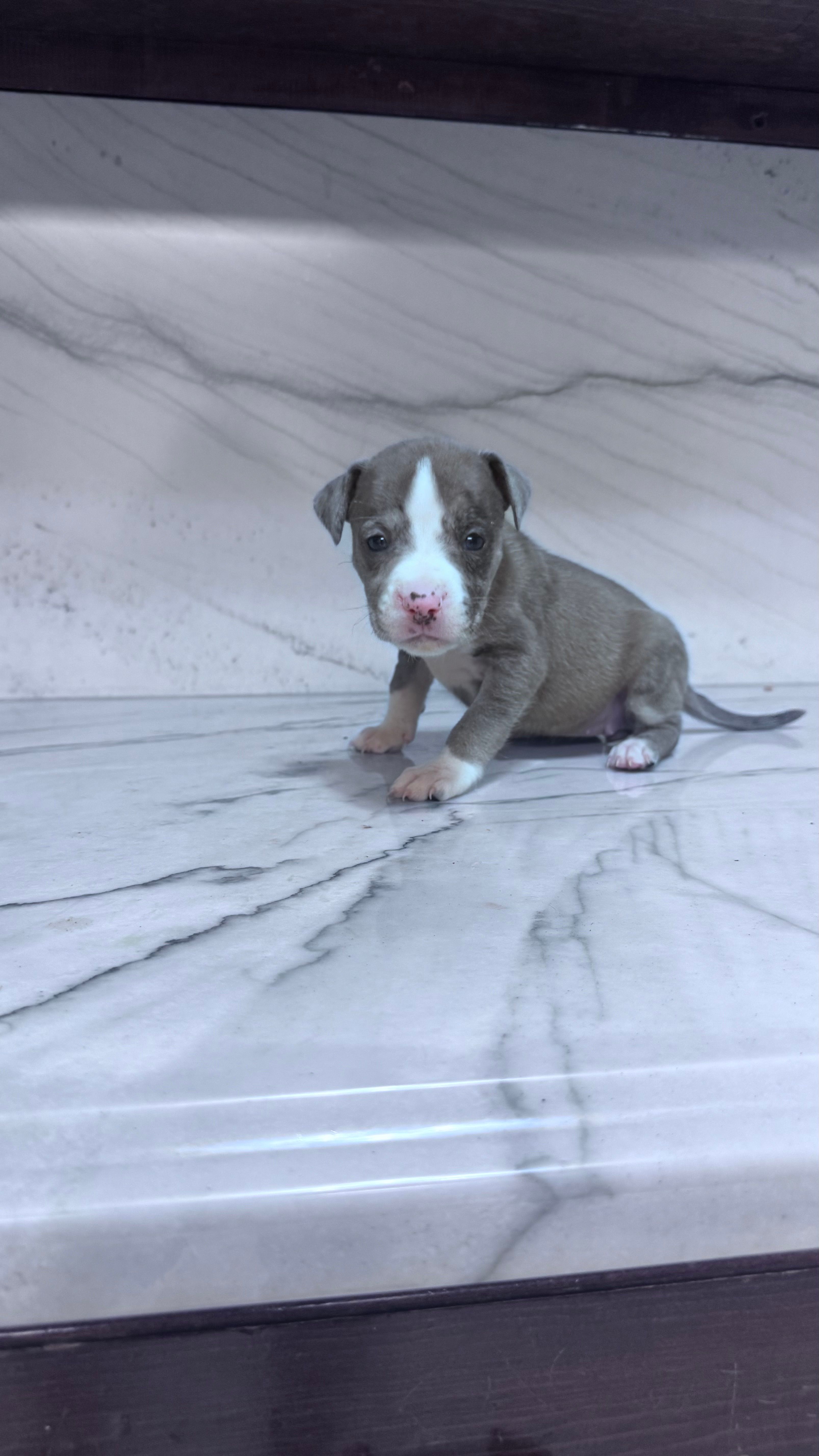 America  – Great Dane, American Pit Bull Terrier puppy for sale in Phoenix, AZ