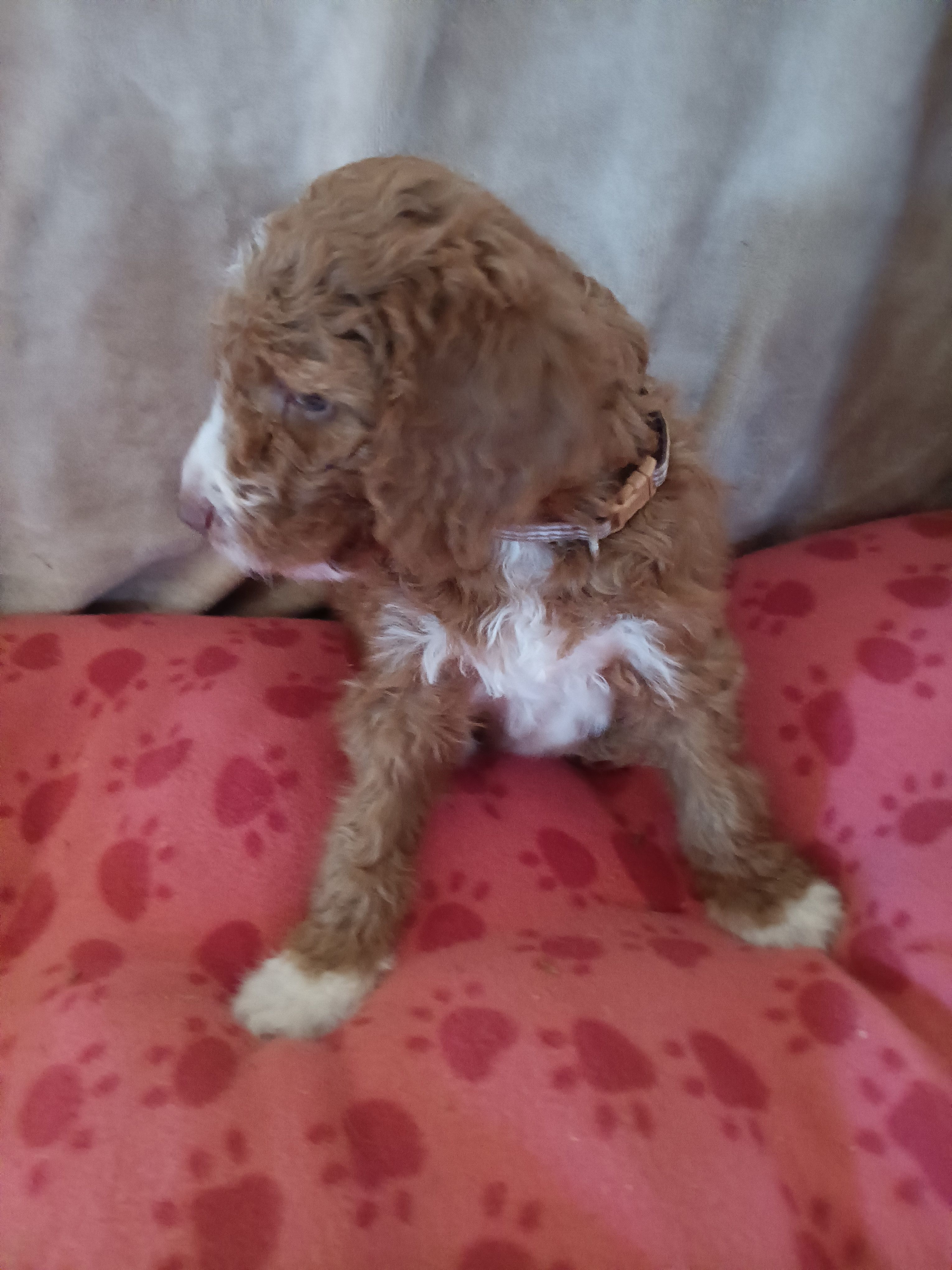 Billy – Goldendoodle, Poodle - Standard  puppy for sale in Montello, WI