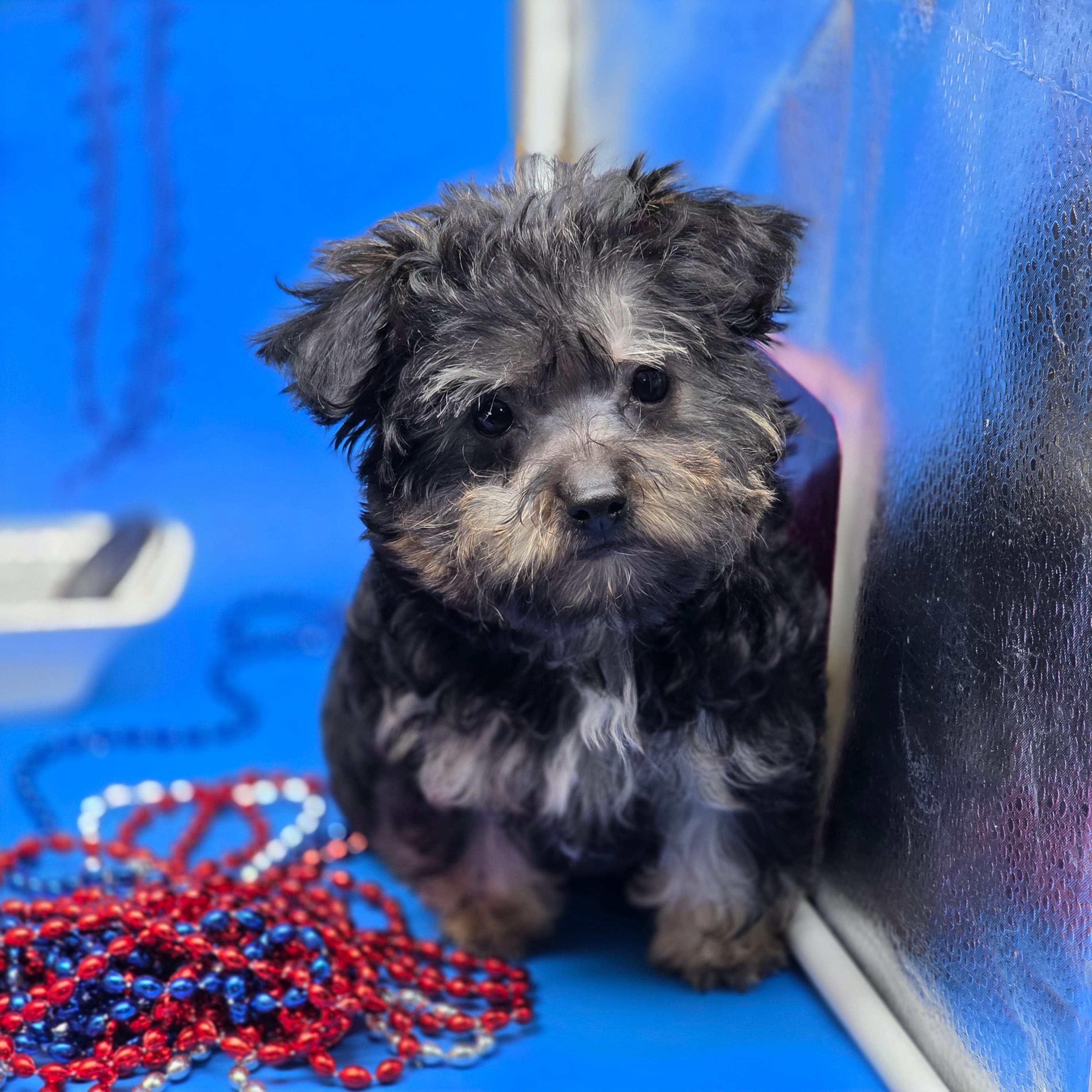 France's M – Yorkipoo puppy for sale in Vinemont, AL