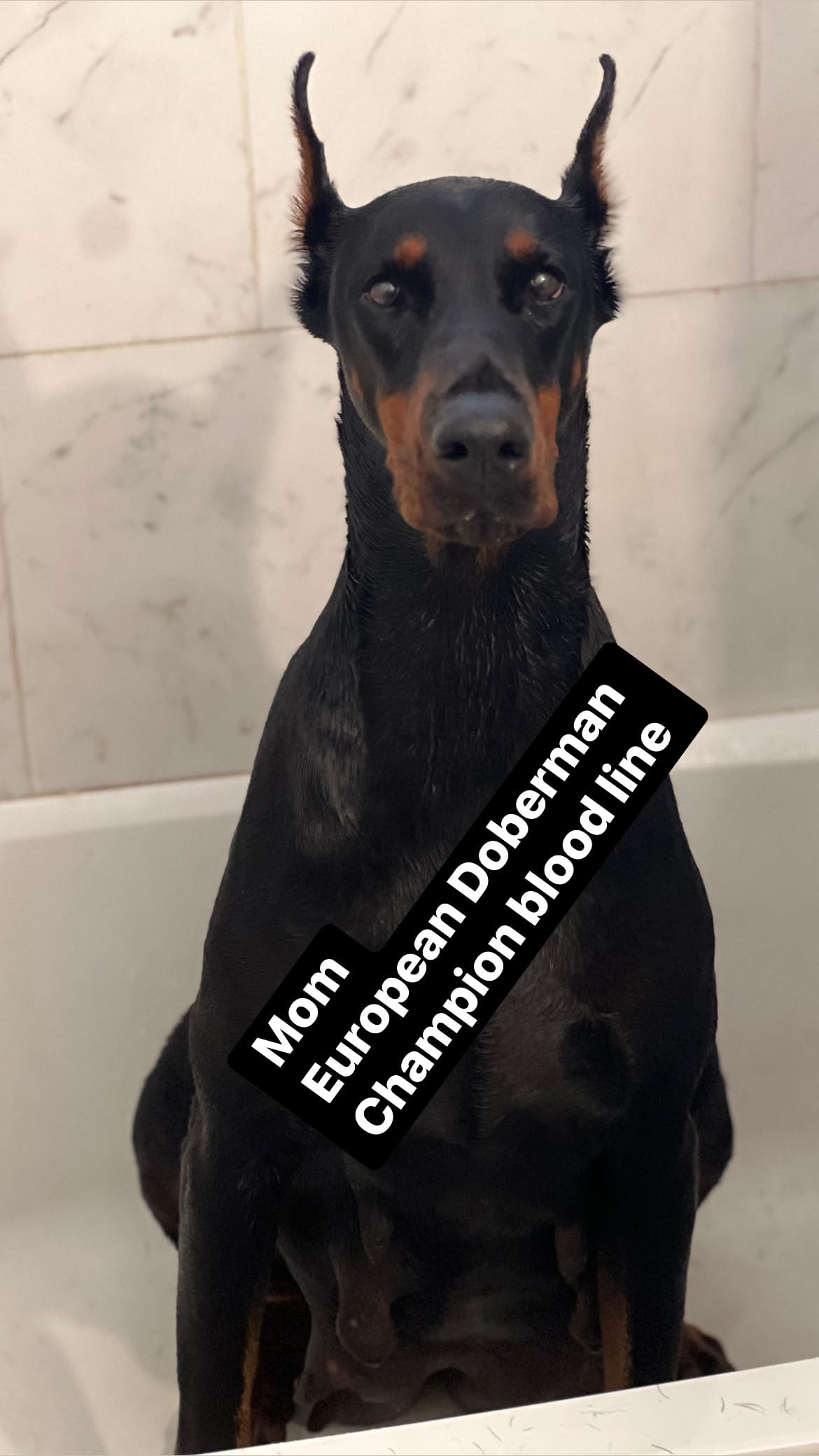 Doberman – Doberman Pinscher puppy for sale in Daytona Beach, FL