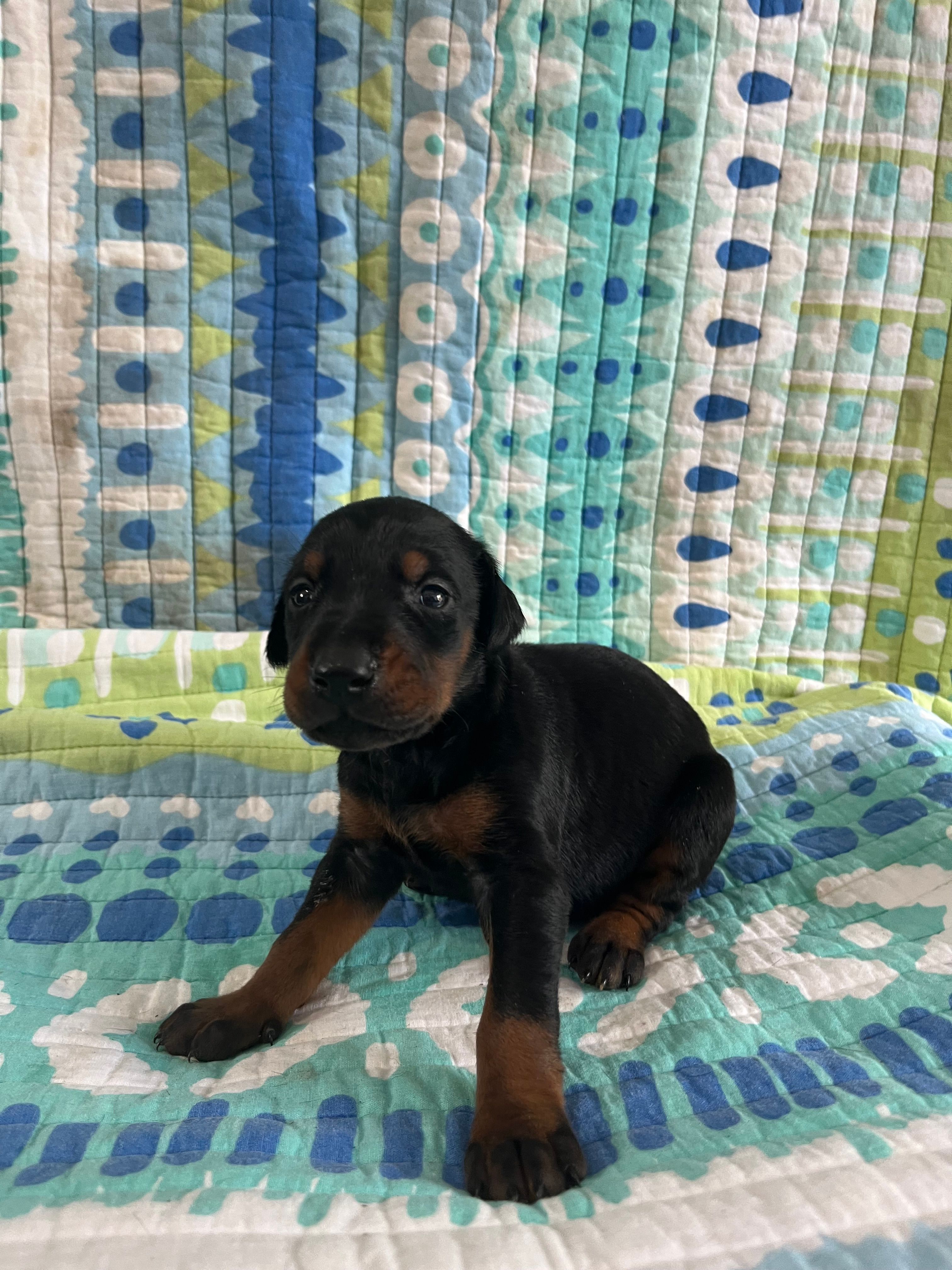 Female dobie 4 – Doberman Pinscher puppy for sale in Daytona Beach, FL