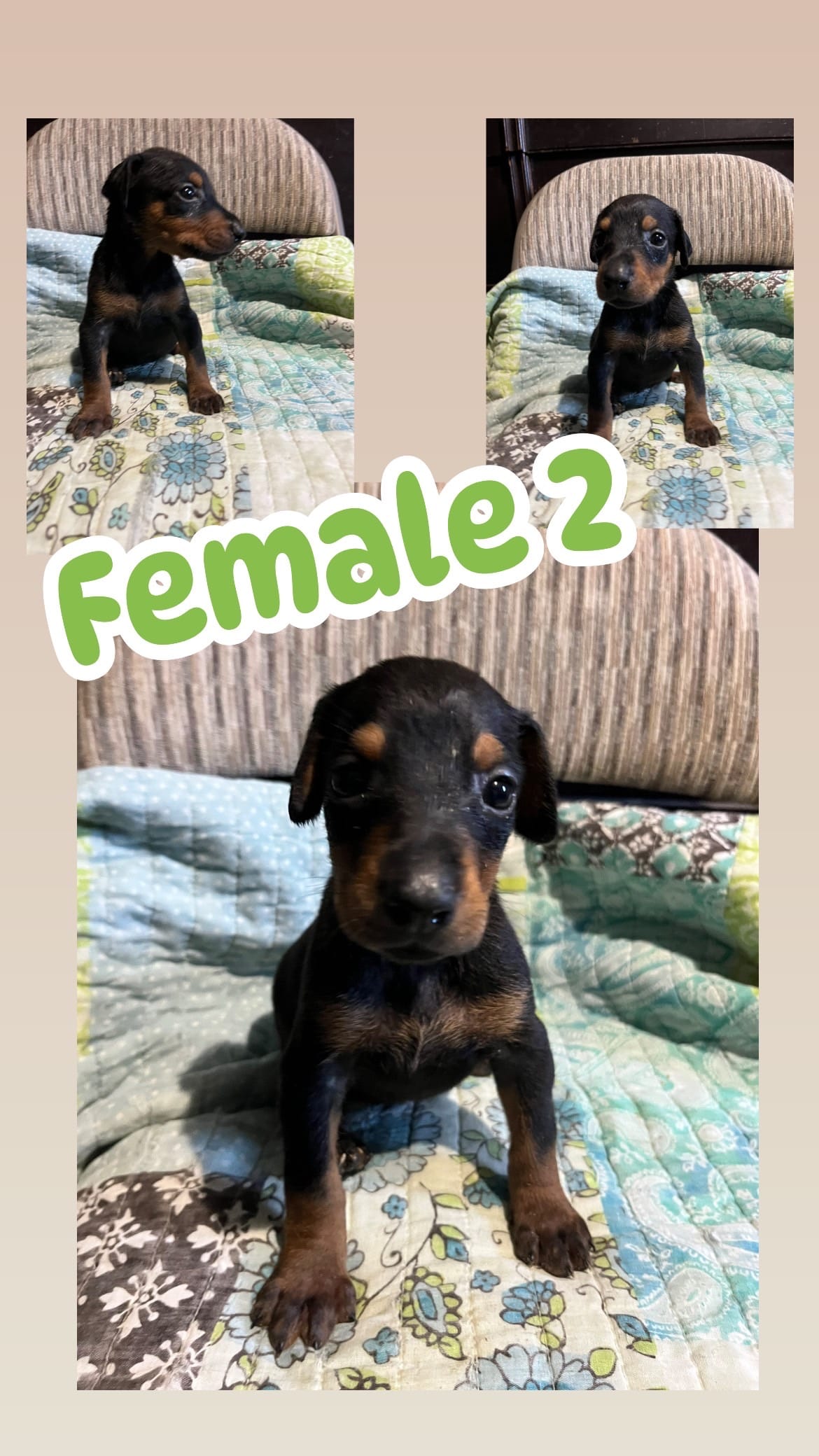 Female dobie 2 – Doberman Pinscher puppy for sale in Daytona Beach, FL