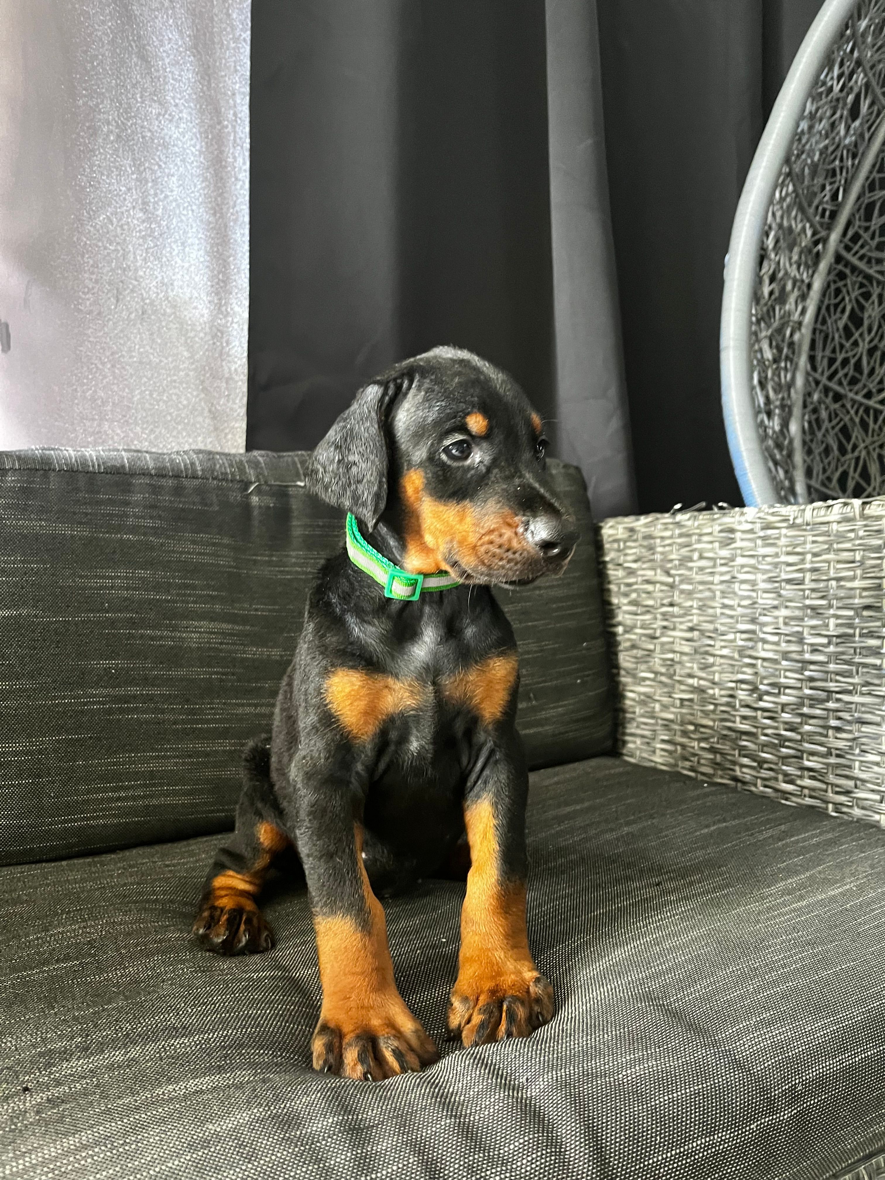 Female dobie 1 – Doberman Pinscher puppy for sale in Daytona Beach, FL