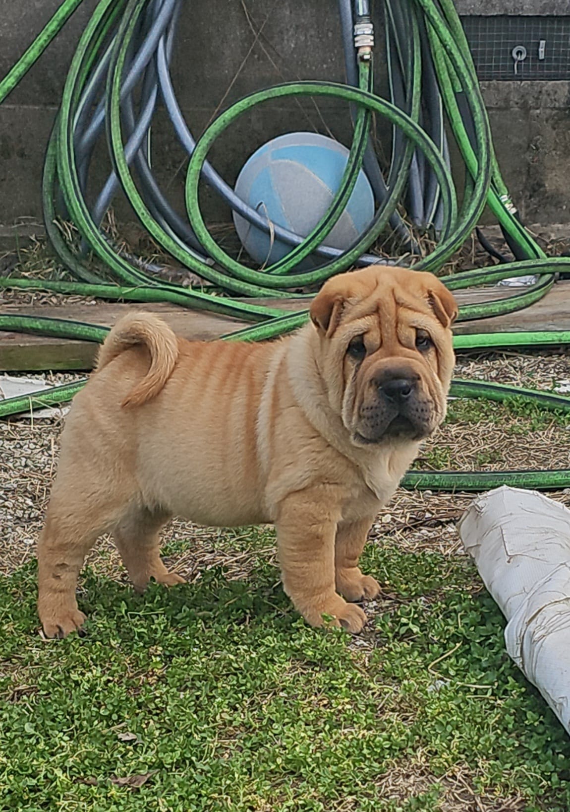 Grace – Chinese Shar-Pei puppy for sale in Sheldon, MO
