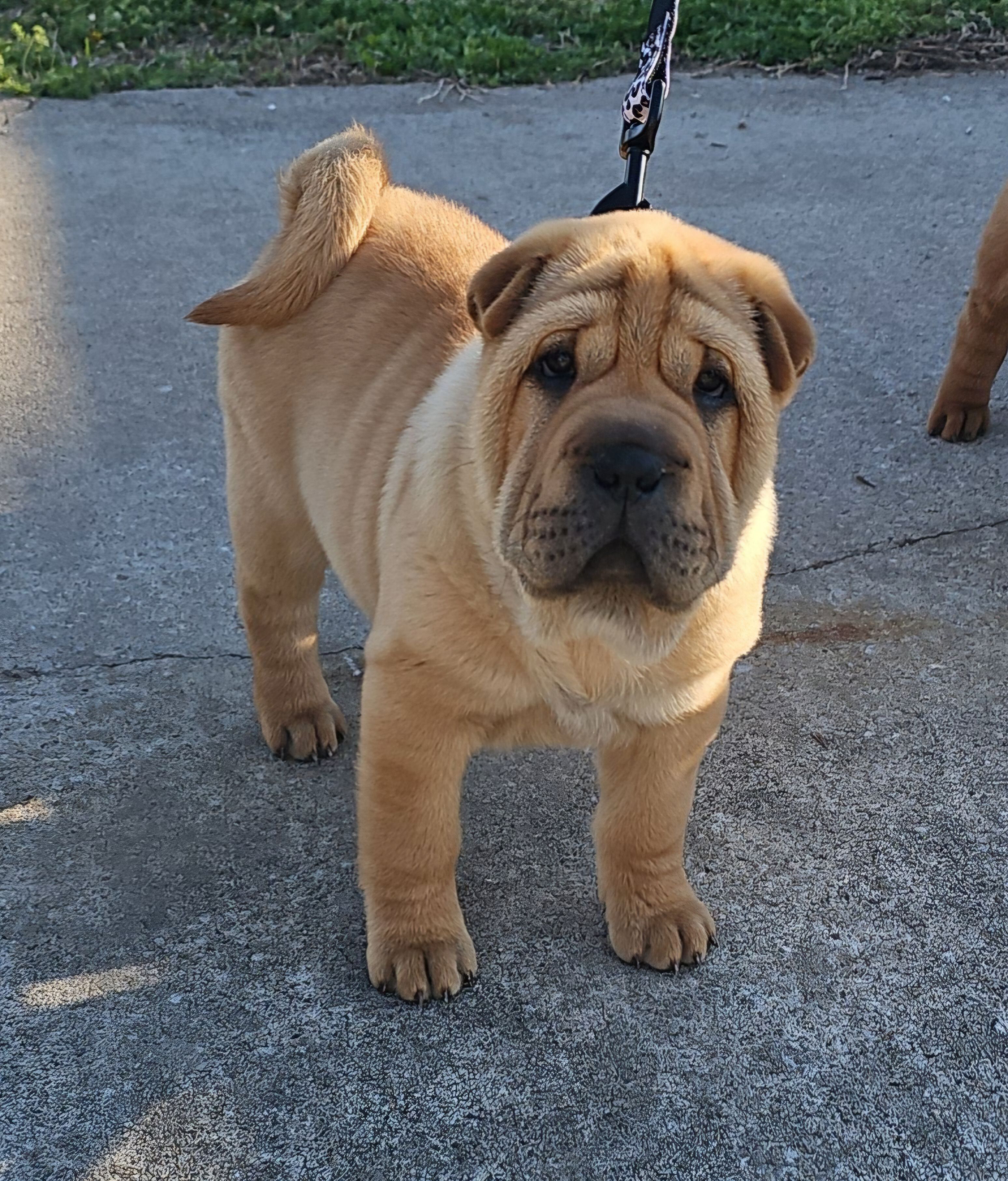 Grace – Chinese Shar-Pei puppy for sale in Sheldon, MO