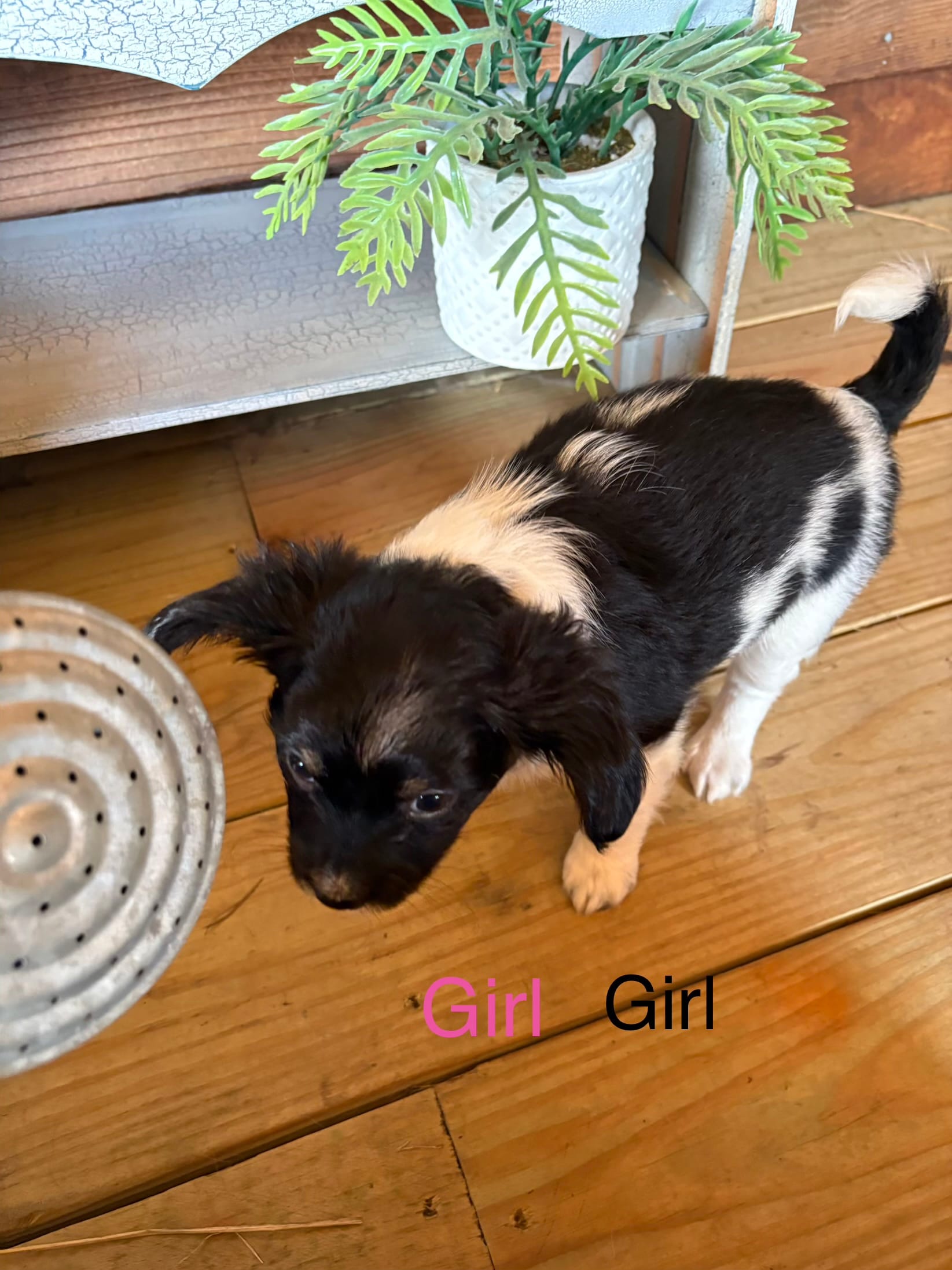 Oreo – Papillon puppy for sale in Jackson, OH