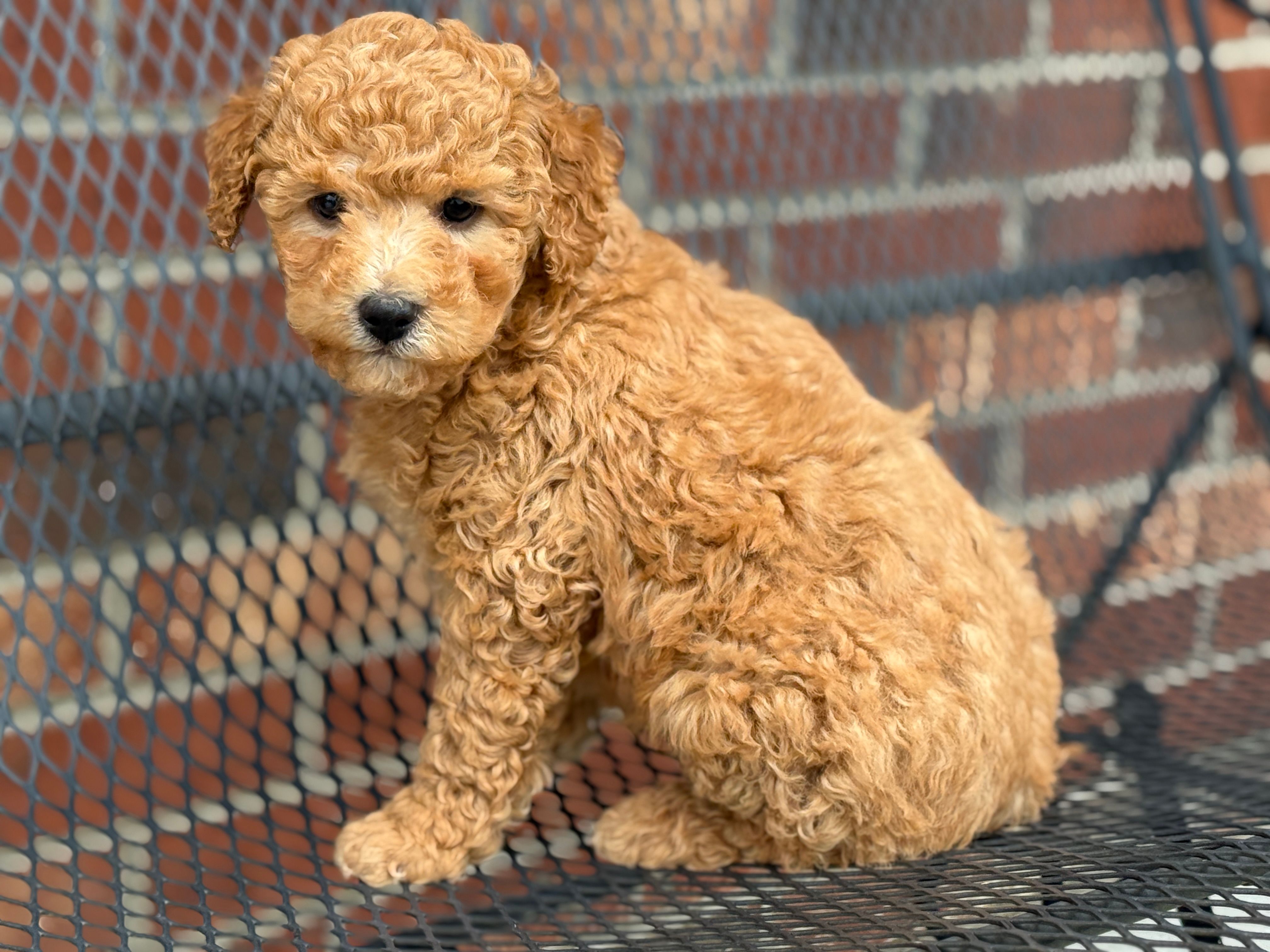 Maltipoo – Maltipoo puppy for sale in Hamilton, OH