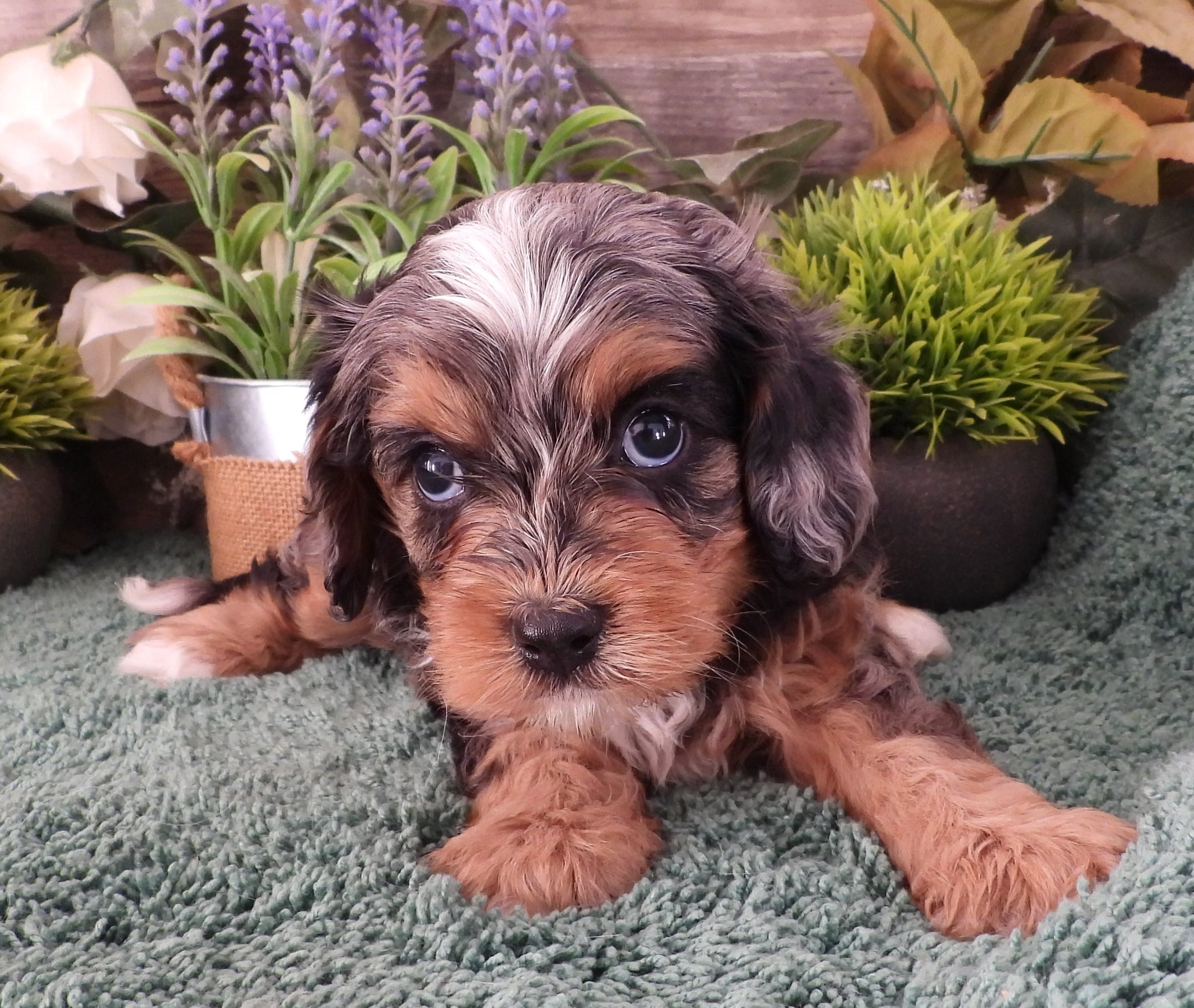#1 Female (Chelsea's) – Cavapoo puppy for sale in Paris, KY