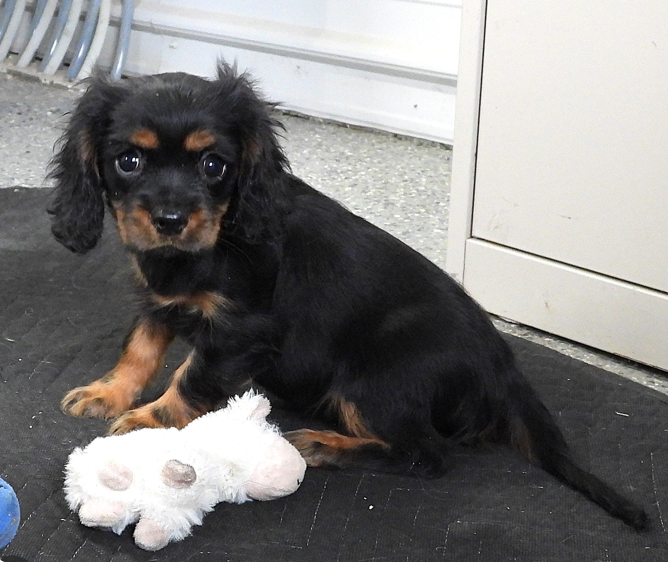 #1 Male (Barbie's) – Cavalier King Charles Spaniel puppy for sale in Paris, KY