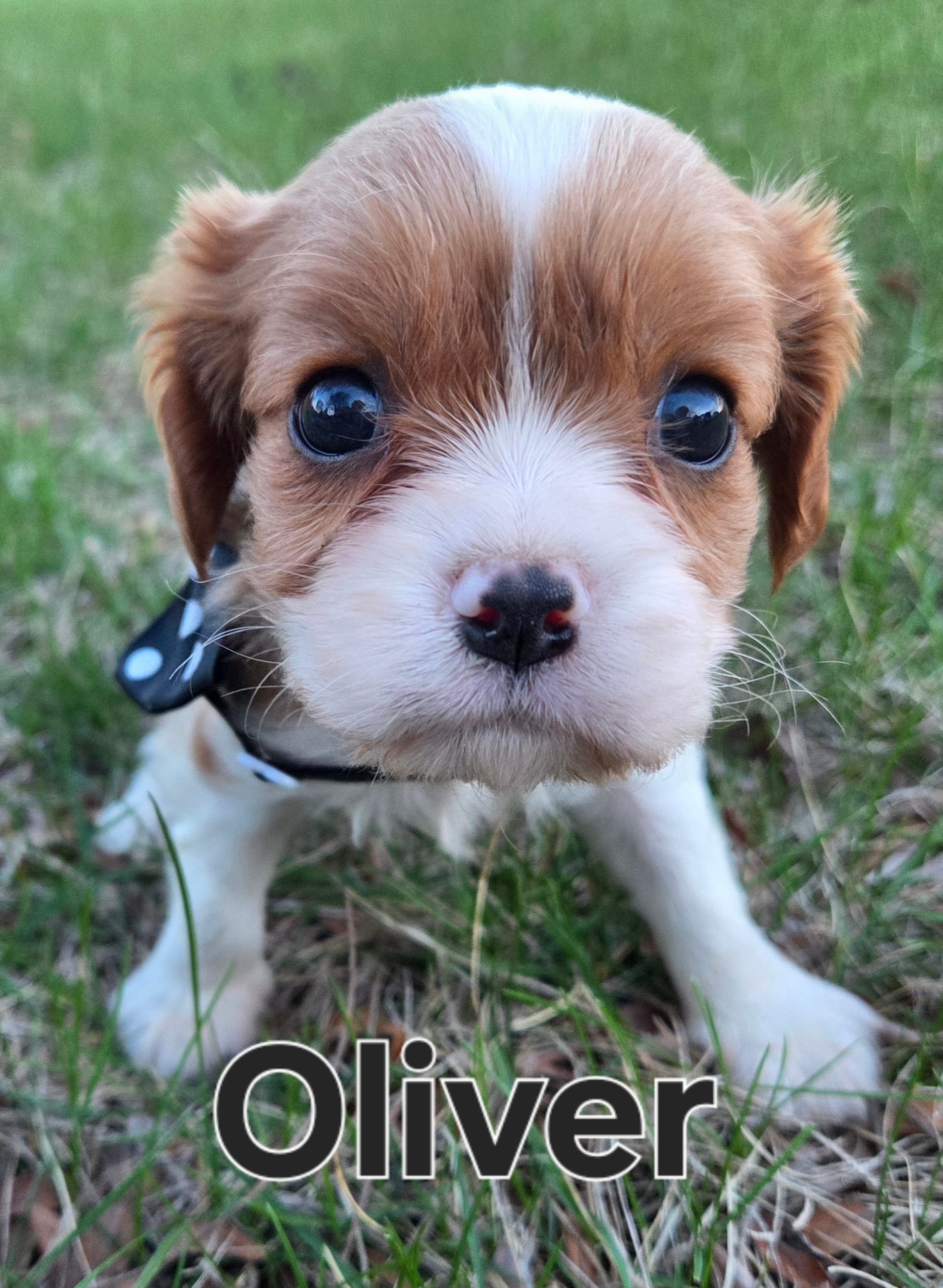 Ollie – Cavalier King Charles Spaniel puppy for sale in Forest Lake, MN