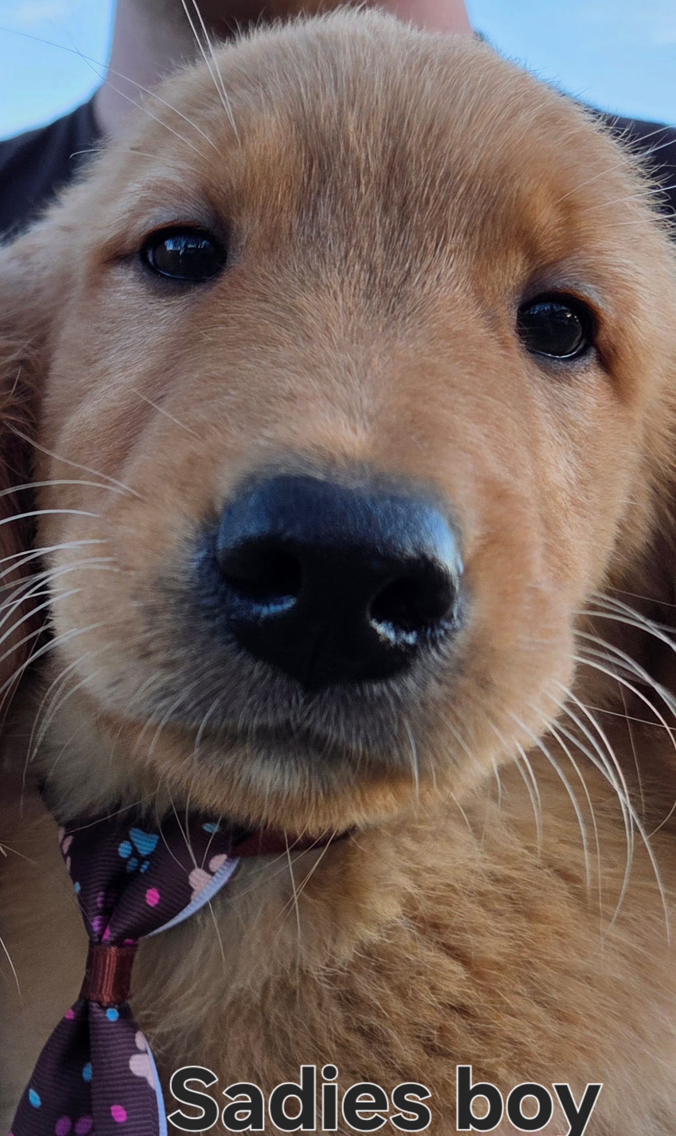 Sadies Little boy – Golden Retriever puppy for sale in Forest Lake, MN