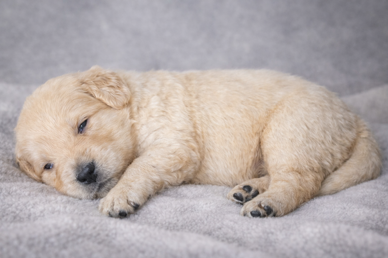 Nova Male – Golden Retriever puppy for sale in Forest Lake, MN