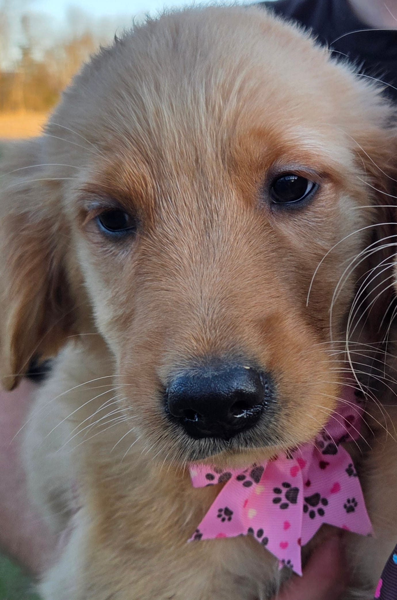 Sadies little girl – Golden Retriever puppy for sale in Forest Lake, MN