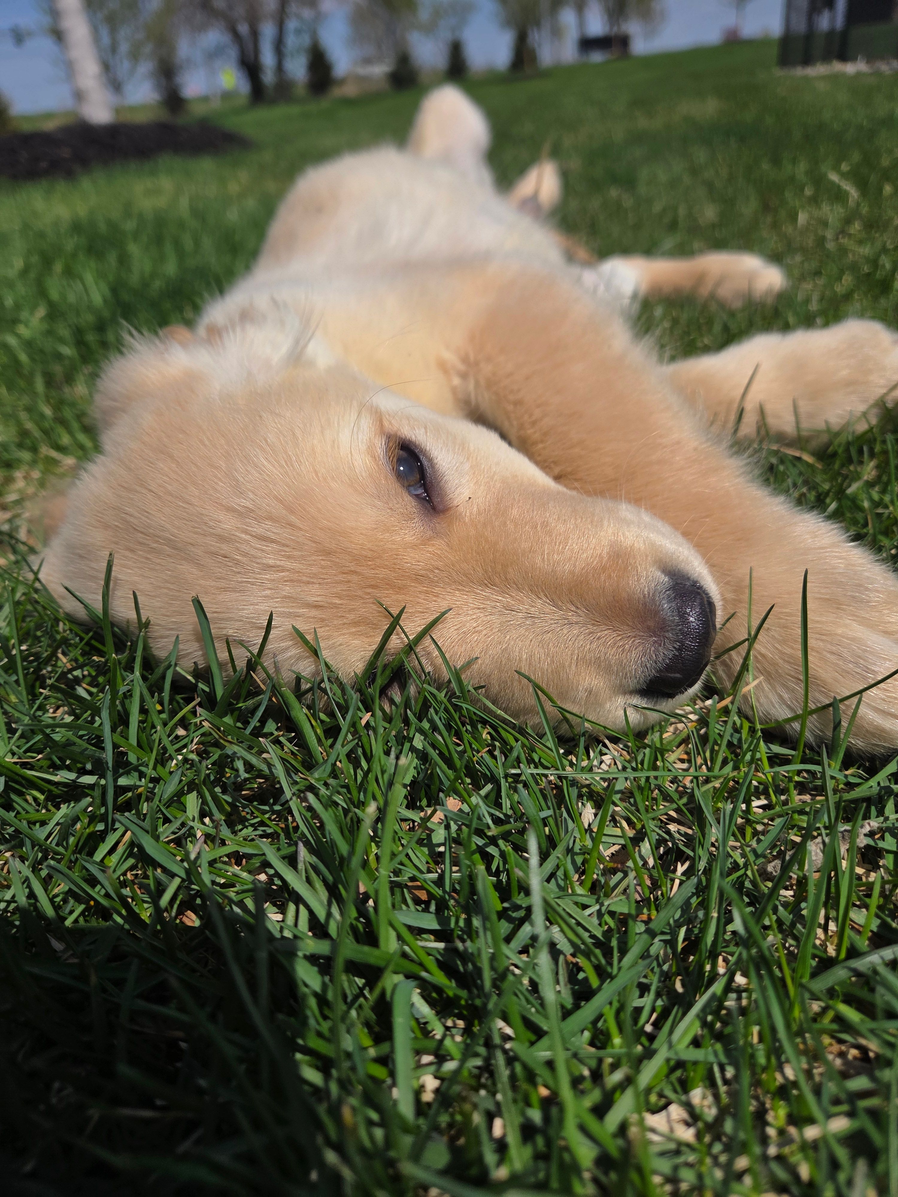 Ella's Boy – Golden Retriever puppy for sale in Forest Lake, MN