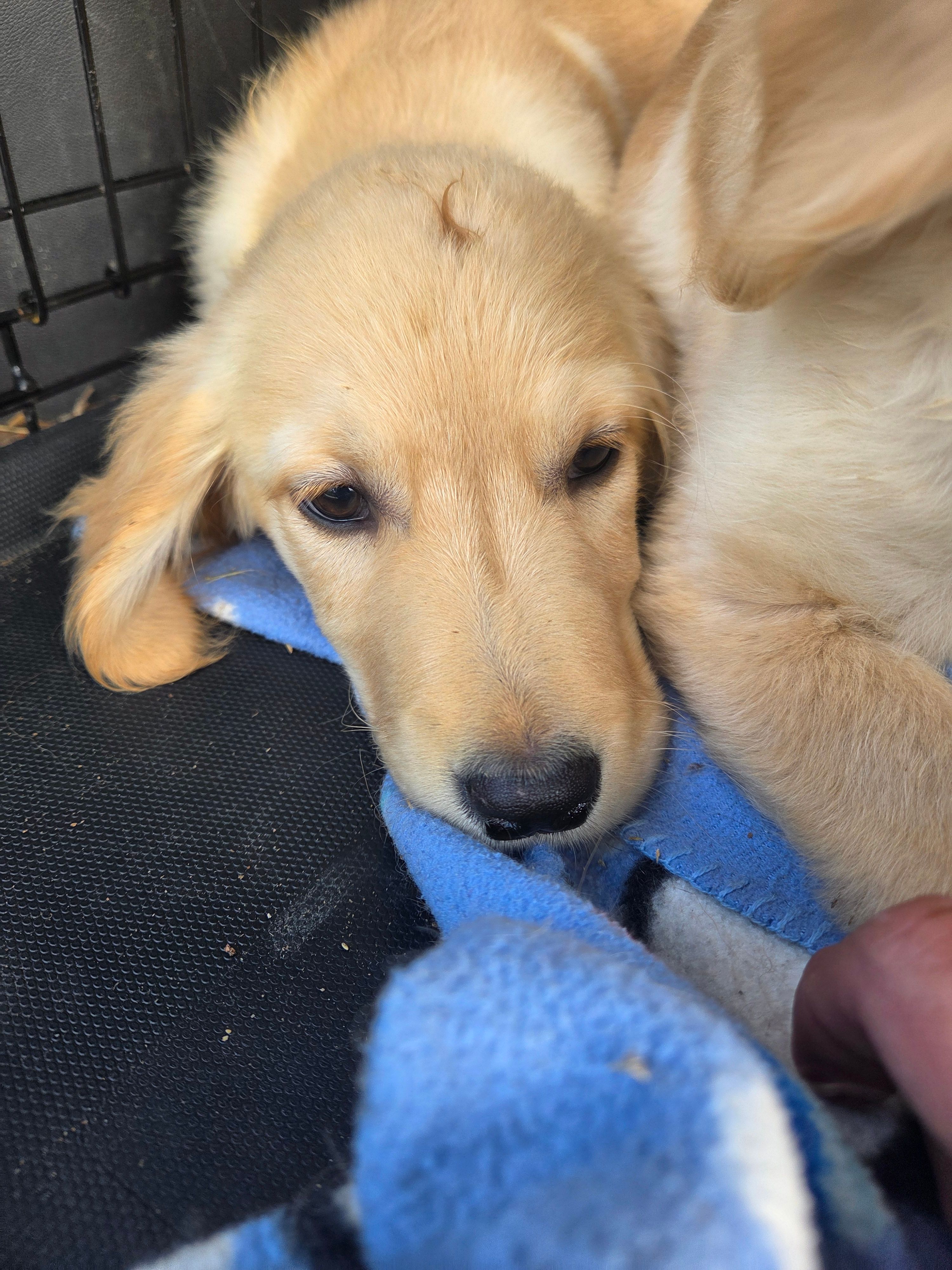 Nova's little boy – Golden Retriever puppy for sale in Forest Lake, MN