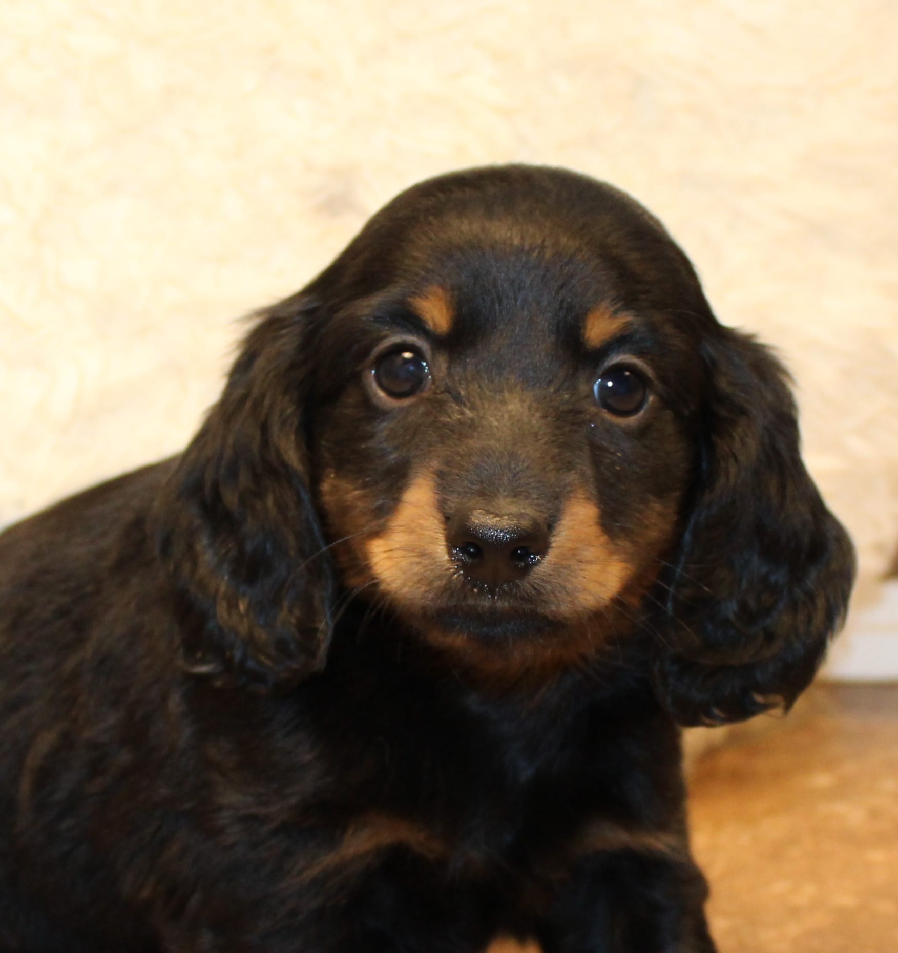 Austin – Miniature Dachshund puppy for sale in Mountain Home, AR