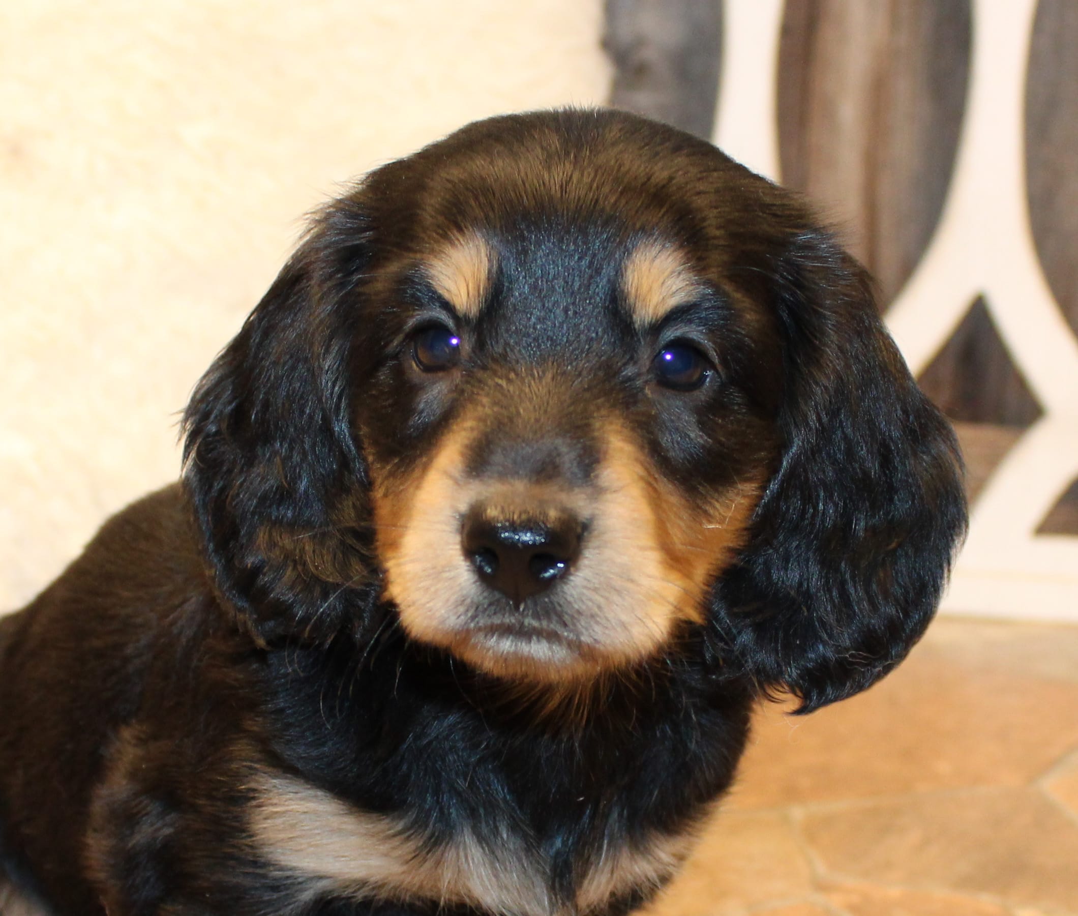 Dustin – Miniature Dachshund puppy for sale in Mountain Home, AR