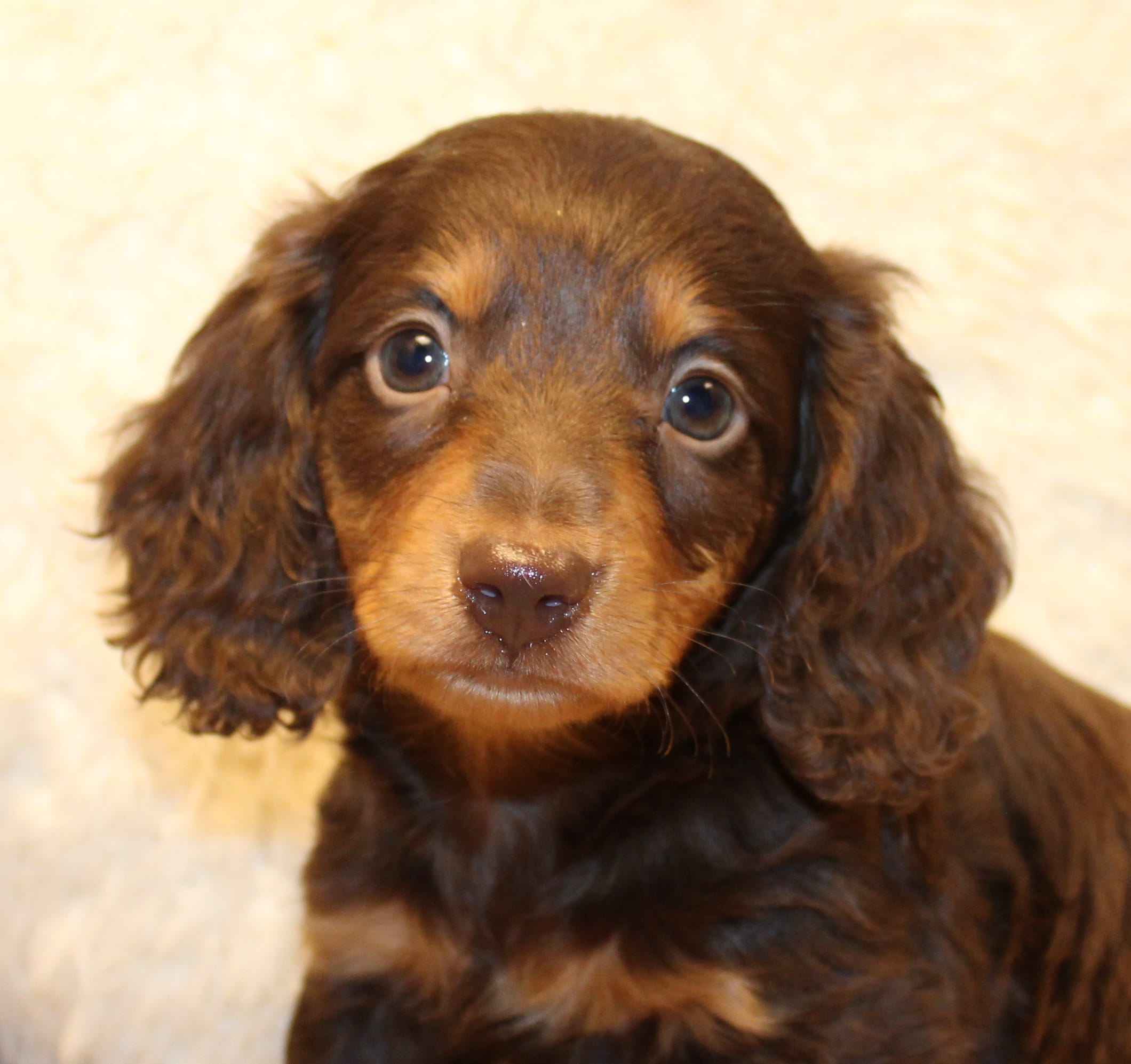 Jonathon – Miniature Dachshund puppy for sale in Mountain Home, AR
