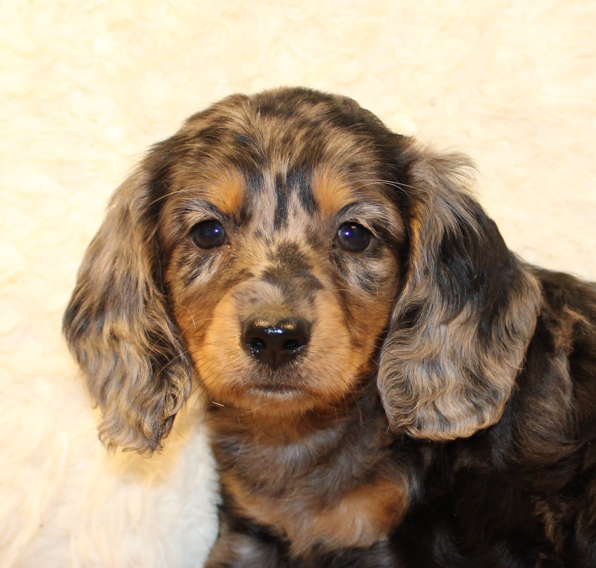 Oliver – Miniature Dachshund puppy for sale in Mountain Home, AR