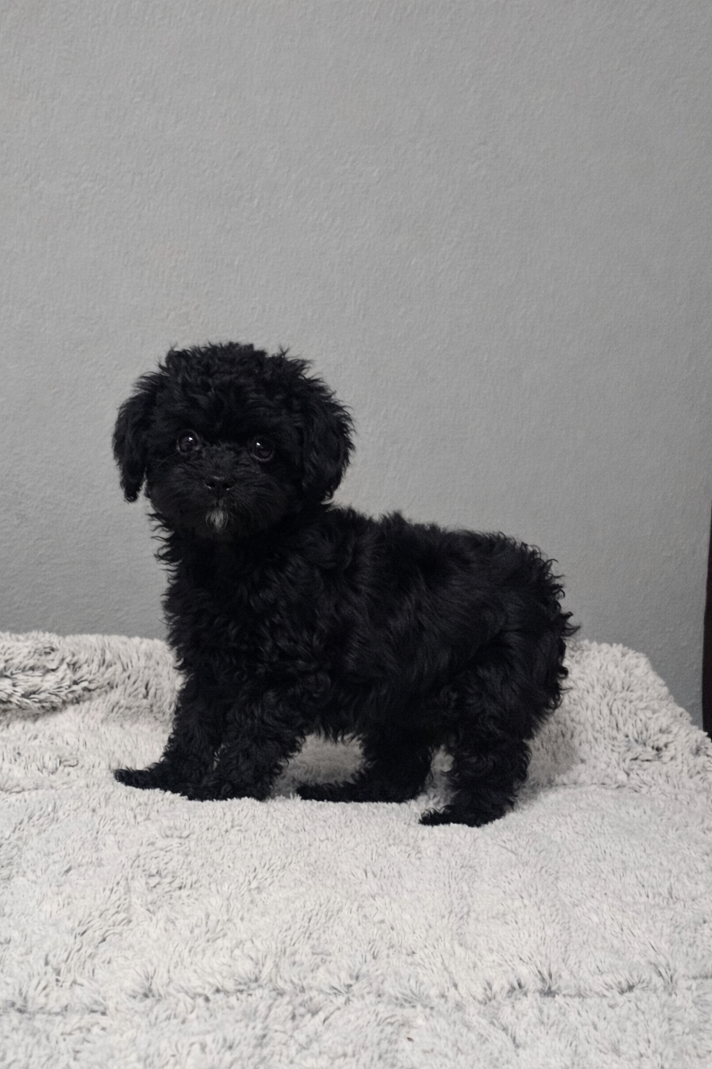 Oreo – Poodle - Toy  puppy for sale in Arlington, TX