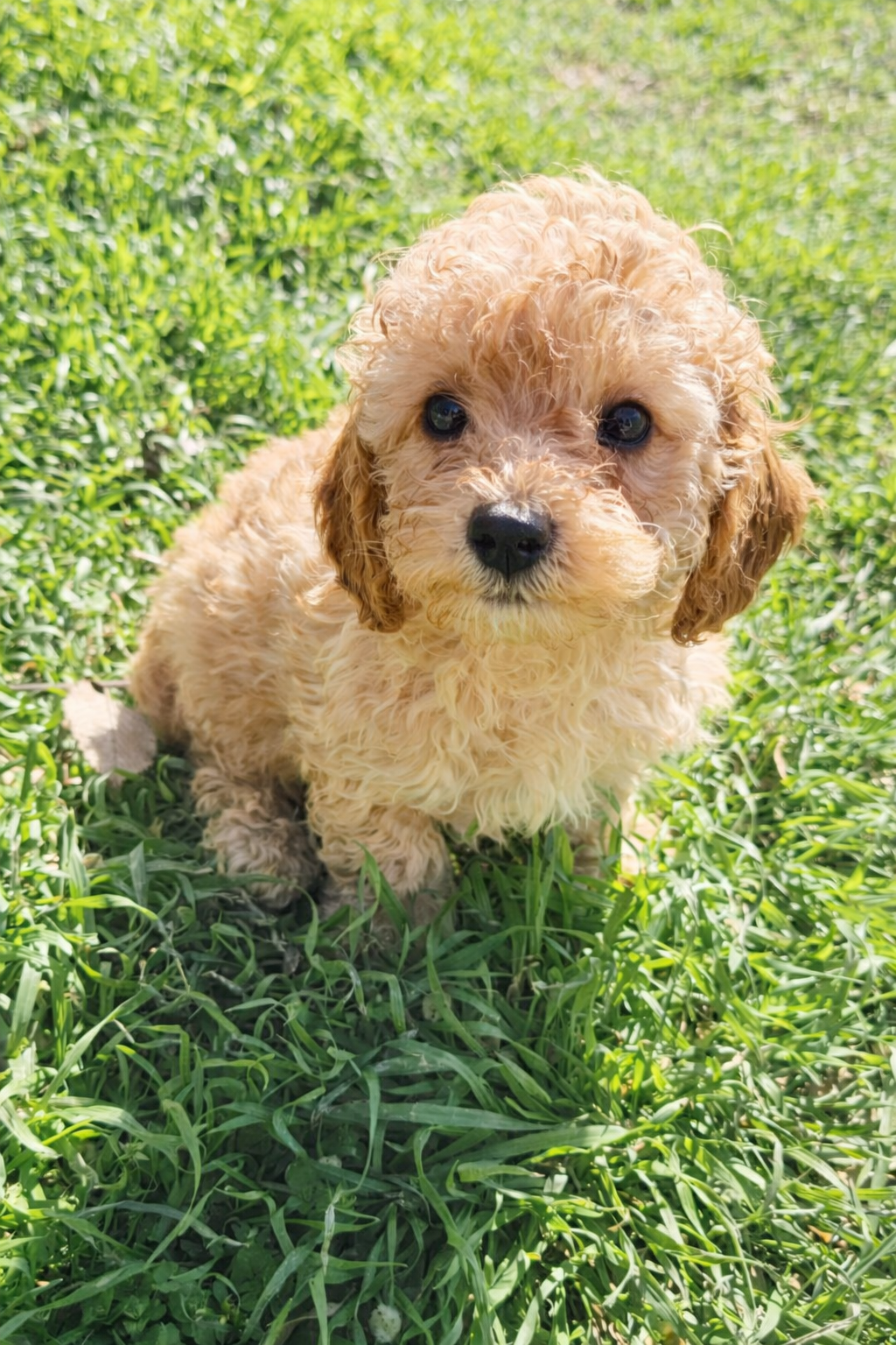 Autumn – Poodle - Toy  puppy for sale in Arlington, TX