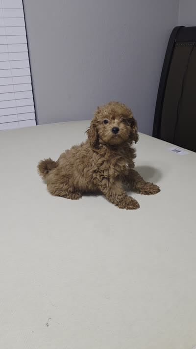 AKC Jasper, a male Poodle - Toy  for sale in Arlington, TX – 2 of 4