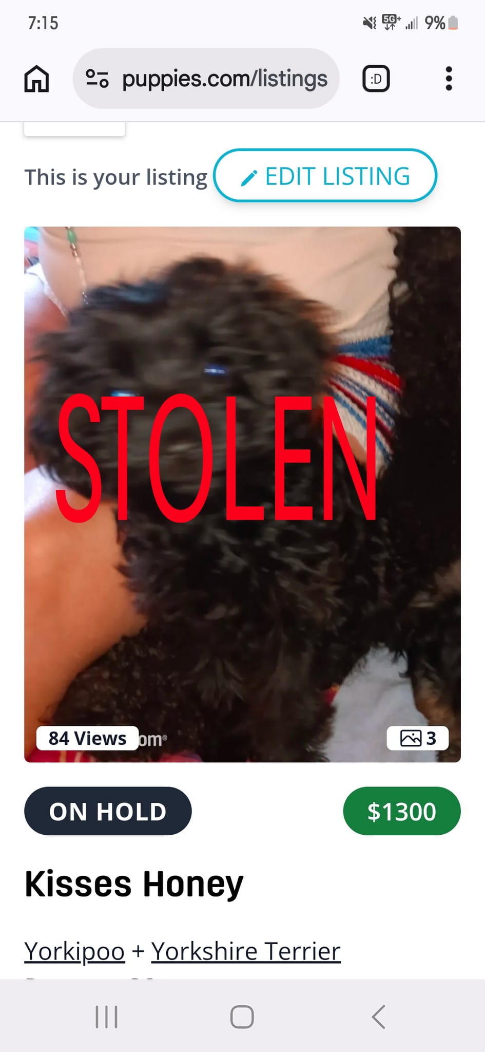 Kisses Honey  – Yorkipoo, Yorkshire Terrier puppy on hold in Denver, CO
