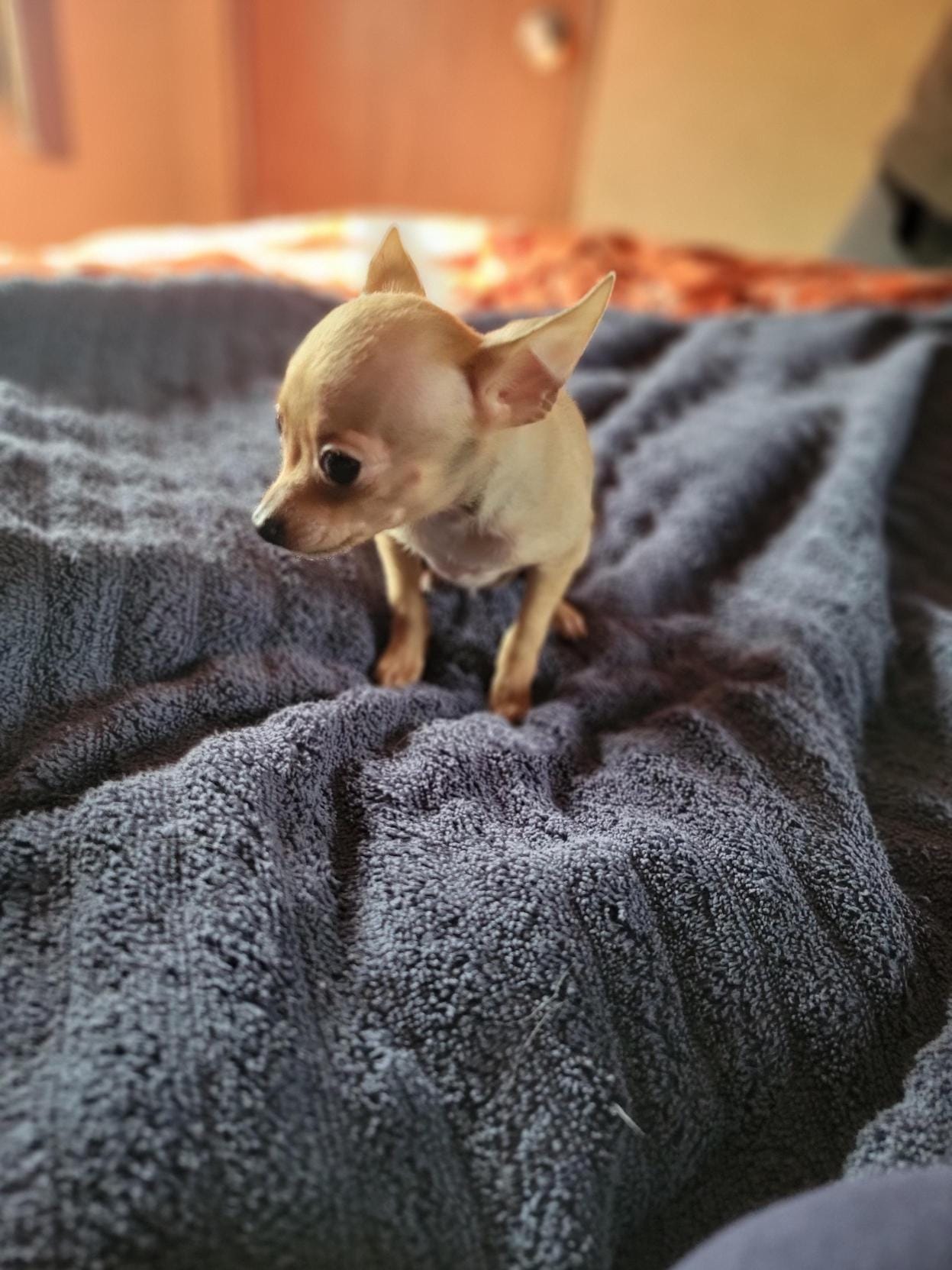 Bandit, a male Chihuahua for sale in Walden, NY – Photo 3 of 8