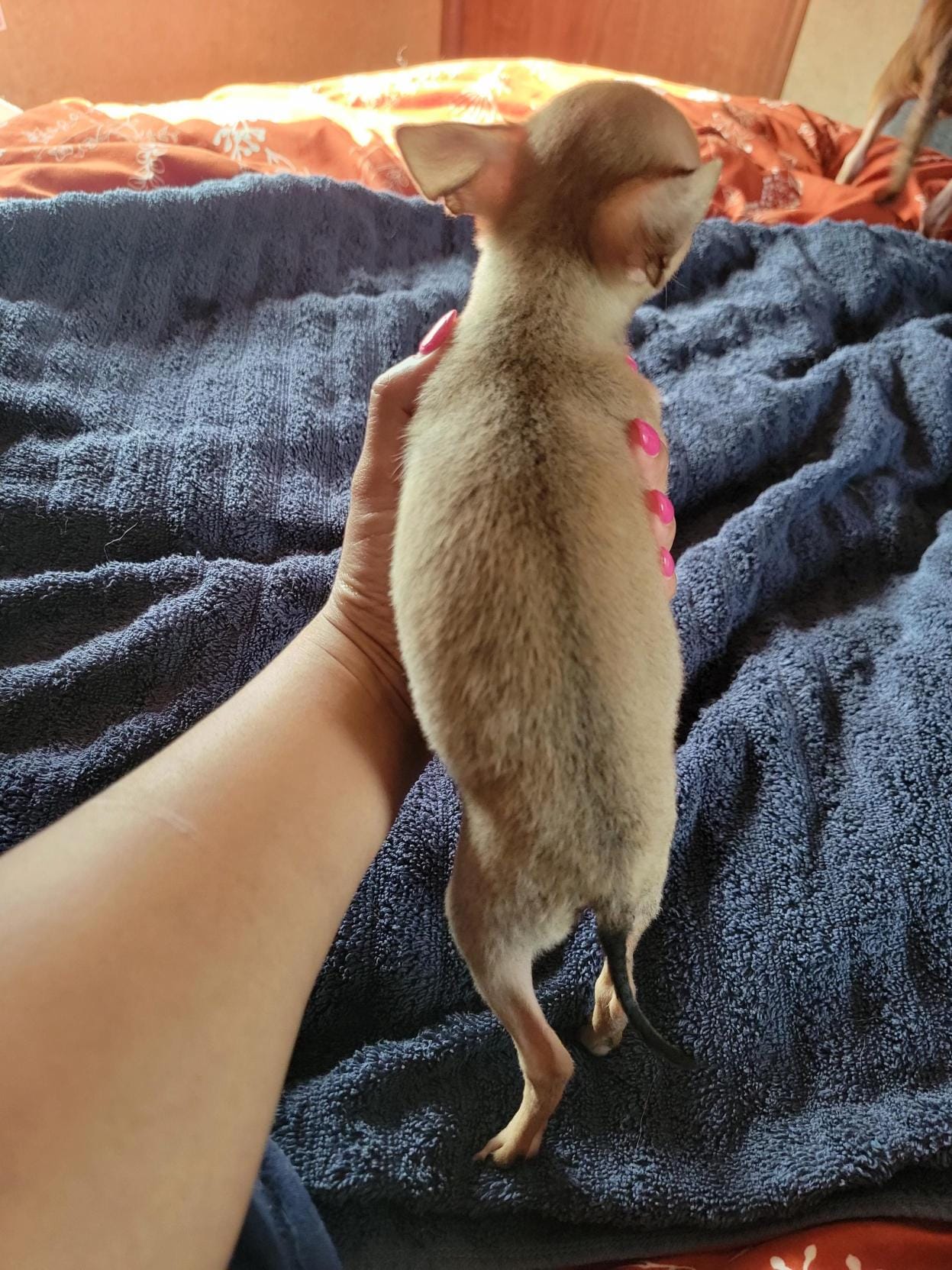 Bandit, a male Chihuahua for sale in Walden, NY – Photo 4 of 8