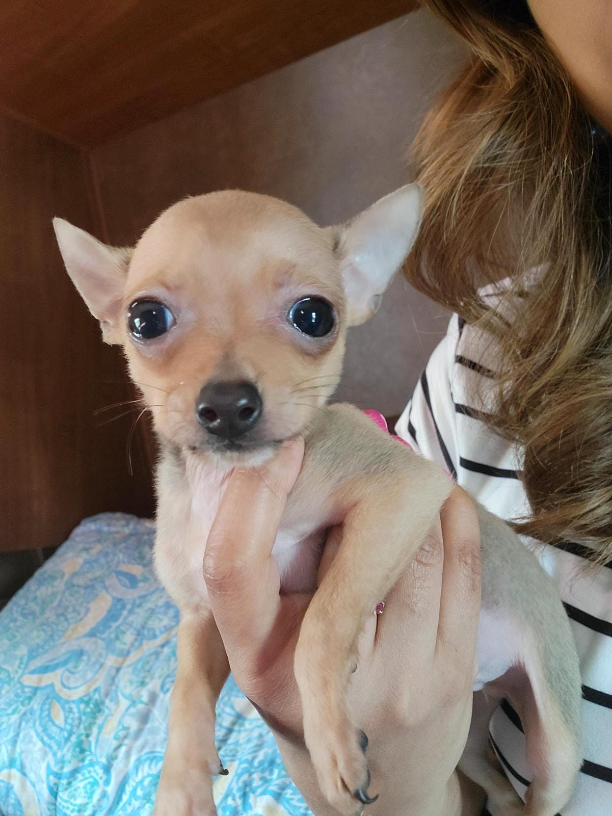 Bandit, a male Chihuahua for sale in Walden, NY – Photo 2 of 8