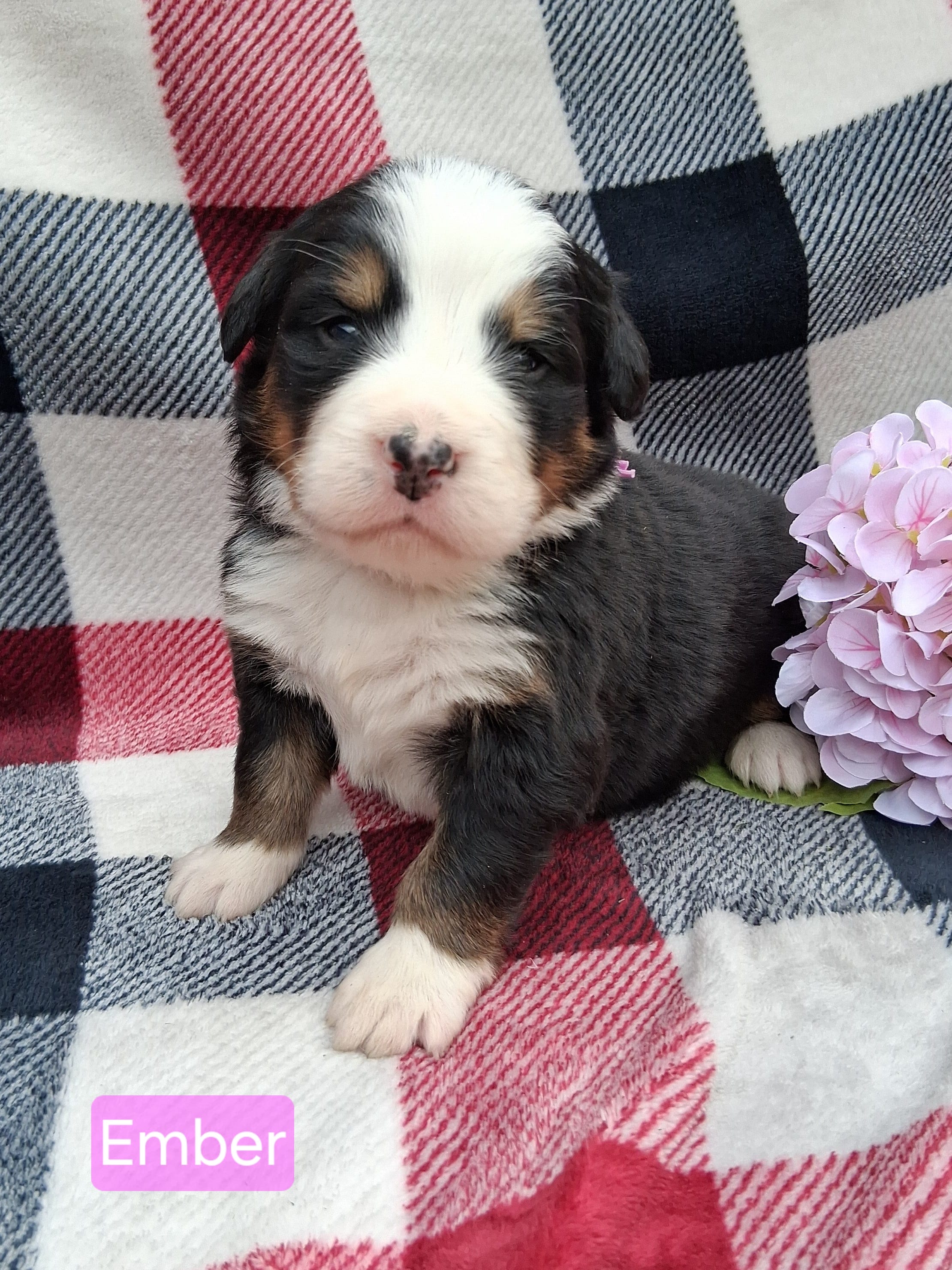 AKC Ember – Bernese Mountain Dog puppy for sale in Stanley, WI