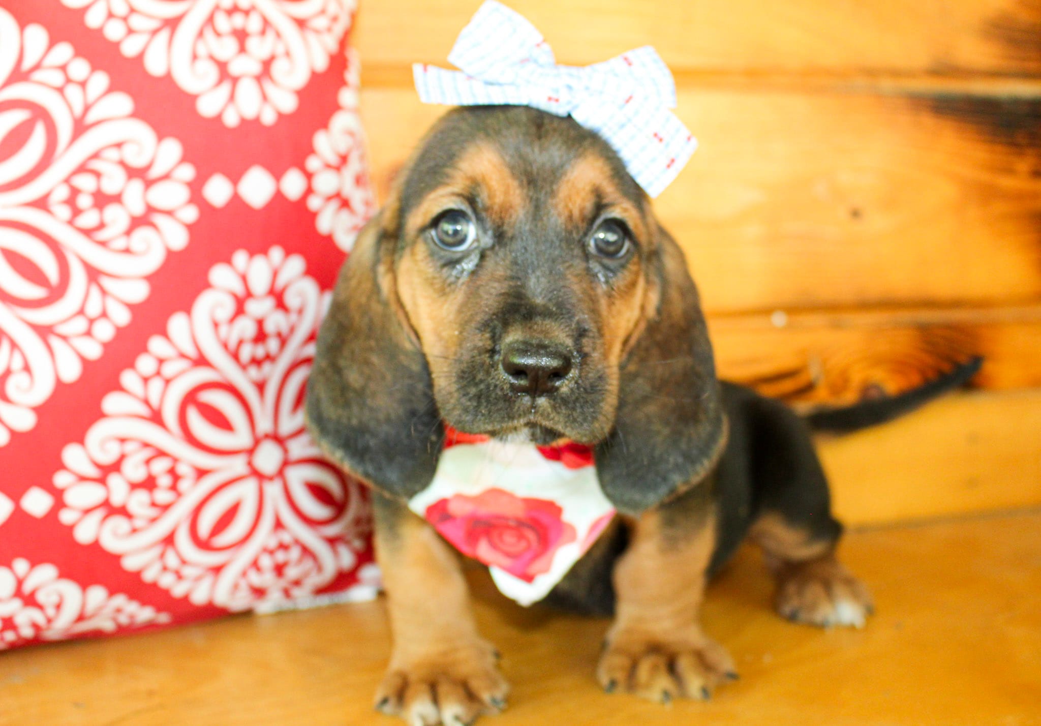 Sandy – Basset Hound puppy for sale in Paris, TX