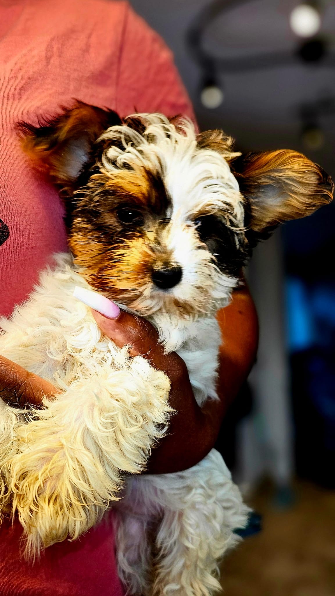 Magnolia  – Yorkshire Terrier puppy for sale in Dallas, TX