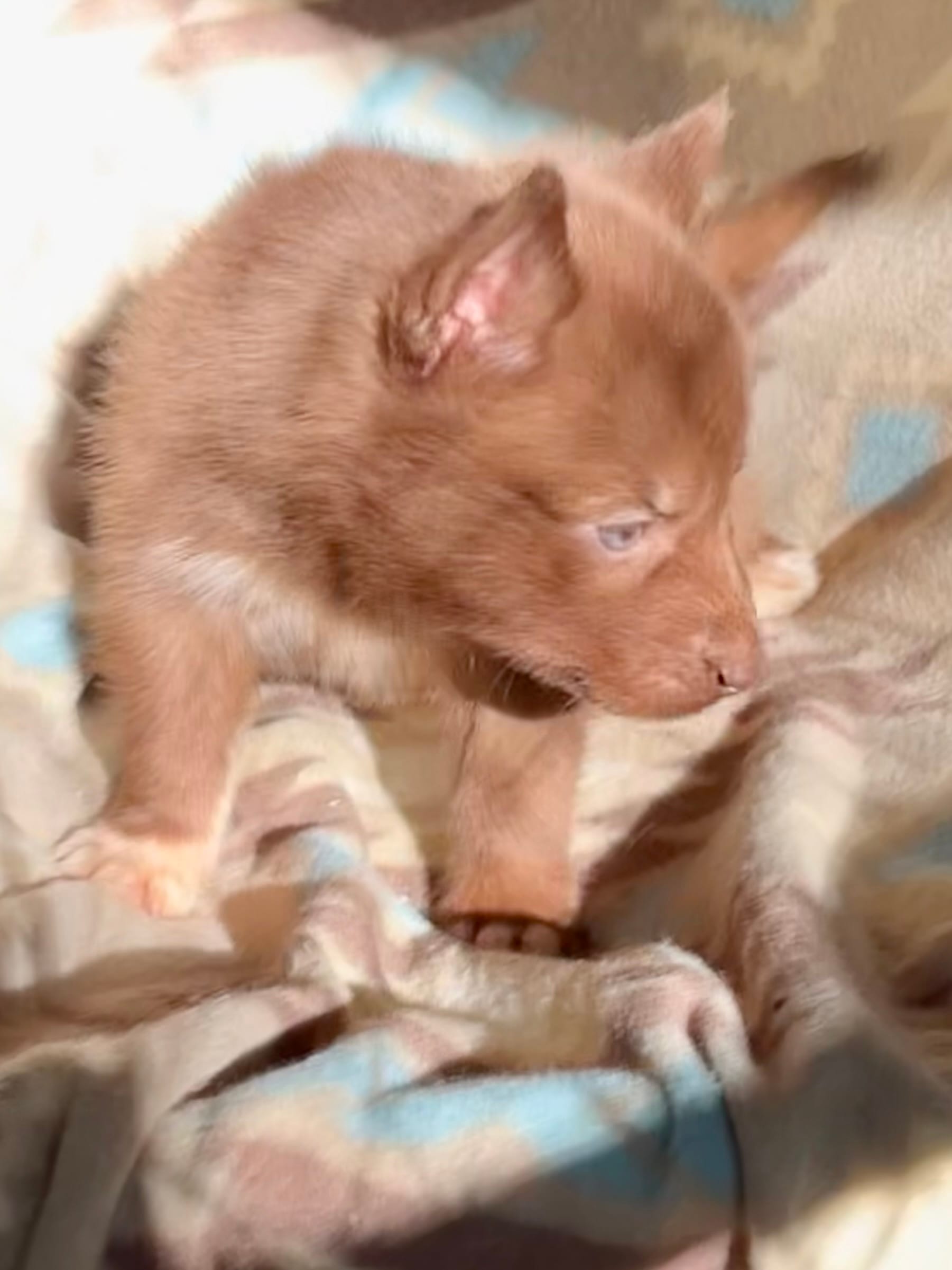 Aldric – Siberian Husky puppy for sale in Union, MS